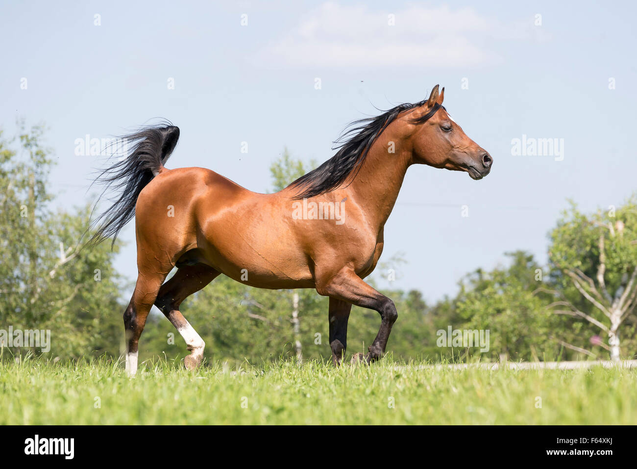 Arabische Pferd, Arabisches Pferd. Bucht Hengst Trab auf einer Weide. Schweiz Stockfoto