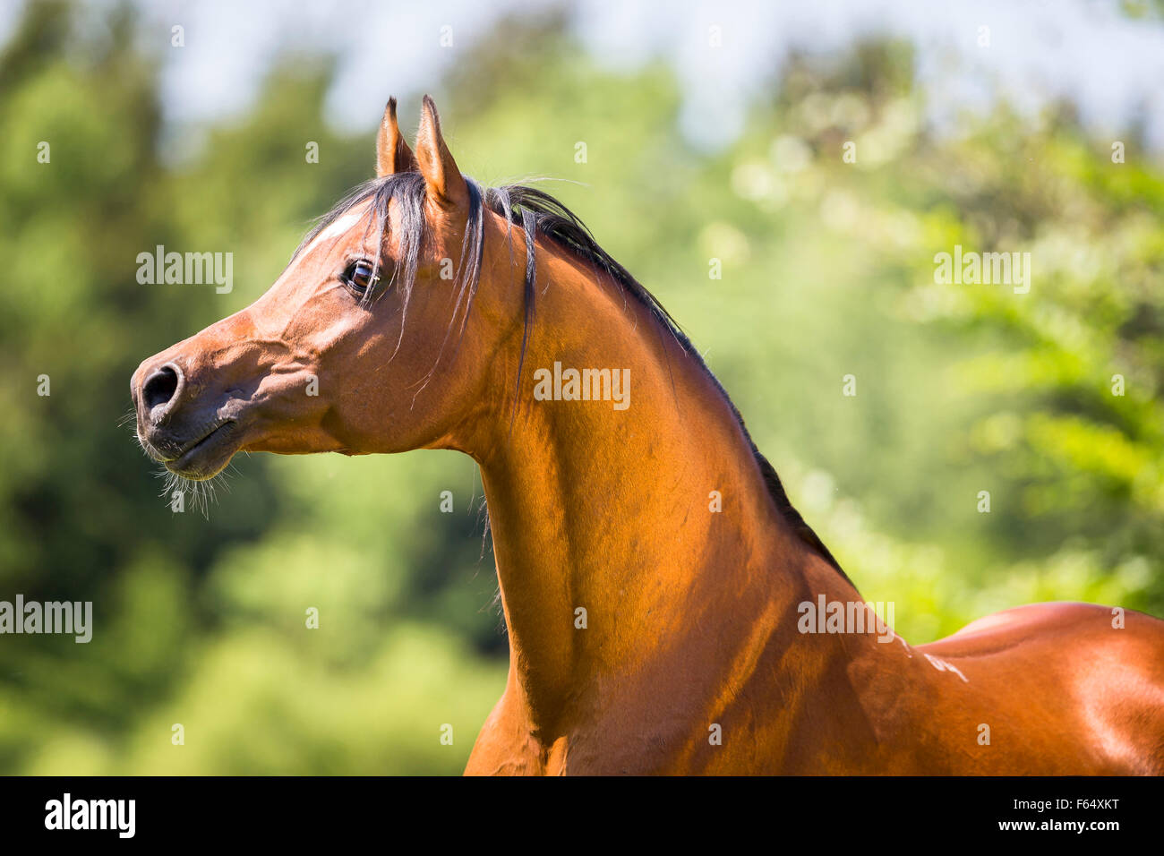 Arabische Pferd, Arabisches Pferd. Porträt der Bucht Hengst. Schweiz Stockfoto