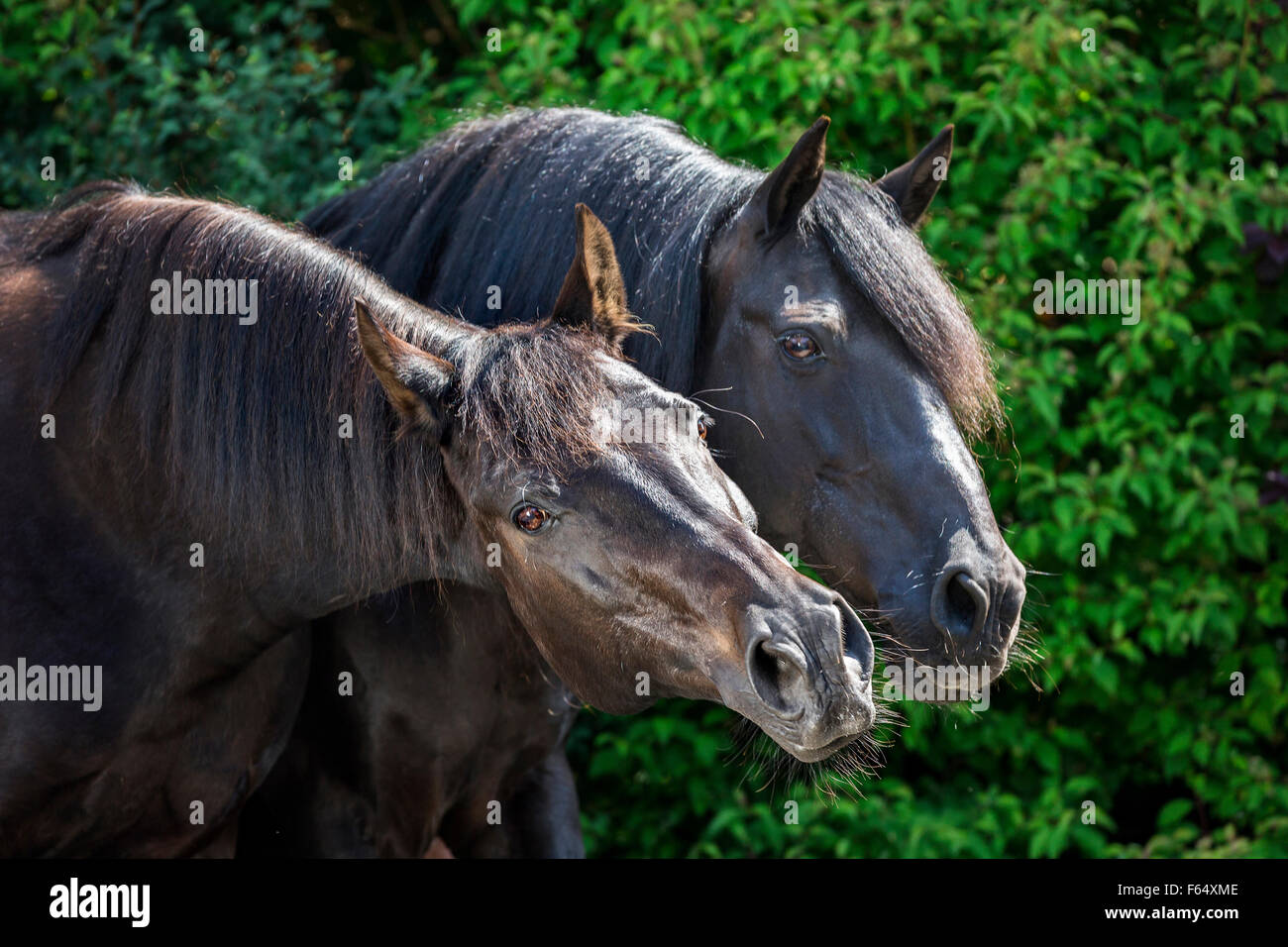 Barb Pferd und American Quarter Horse. Zwei Pferde auf einer Weide. Deutschland Stockfoto