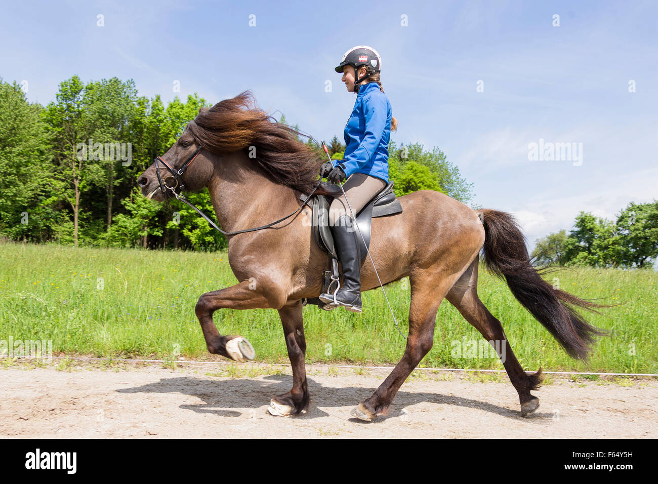 Islandpferd. Mädchen, die Durchführung der Tölt auf einem Hengst auf einem Reitplatz. Österreich Stockfoto