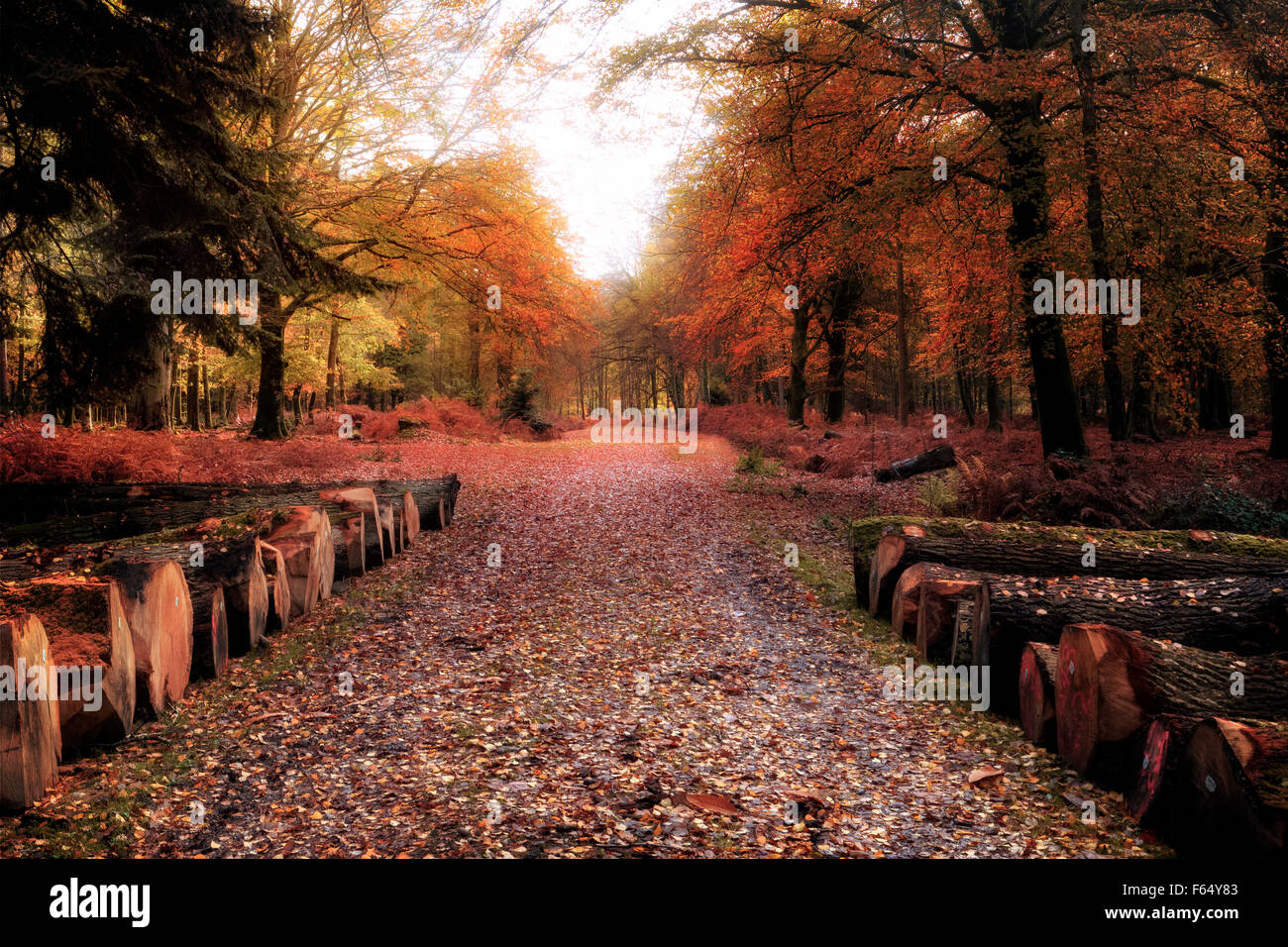 New Forest, Brockenhurst, Hampshire, England, Vereinigtes Königreich Stockfoto