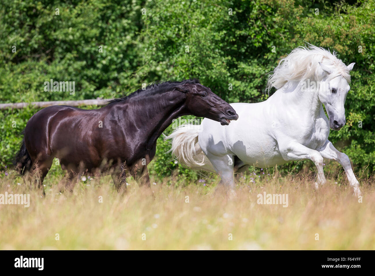 Rein spanische Pferd, andalusischen. Schwarzer Hengst droht weißen Hengst  auf der Weide. Schweiz Stockfotografie - Alamy