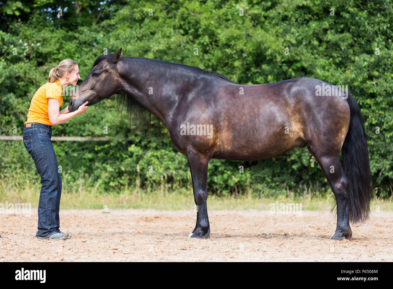 Welsh Cob, Welsh Pony Sektion D. Frau Knutschen mit Bucht Erwachsenen auf einem Reitplatz. Deutschland Stockfoto