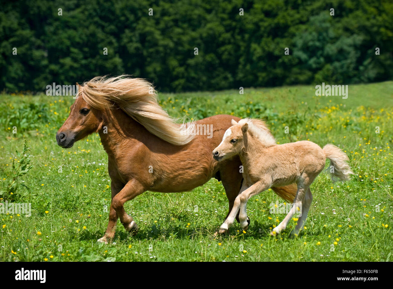 Mini-Shetland-Pony. Stute mit Palomino Fohlen (8 Wochen alt