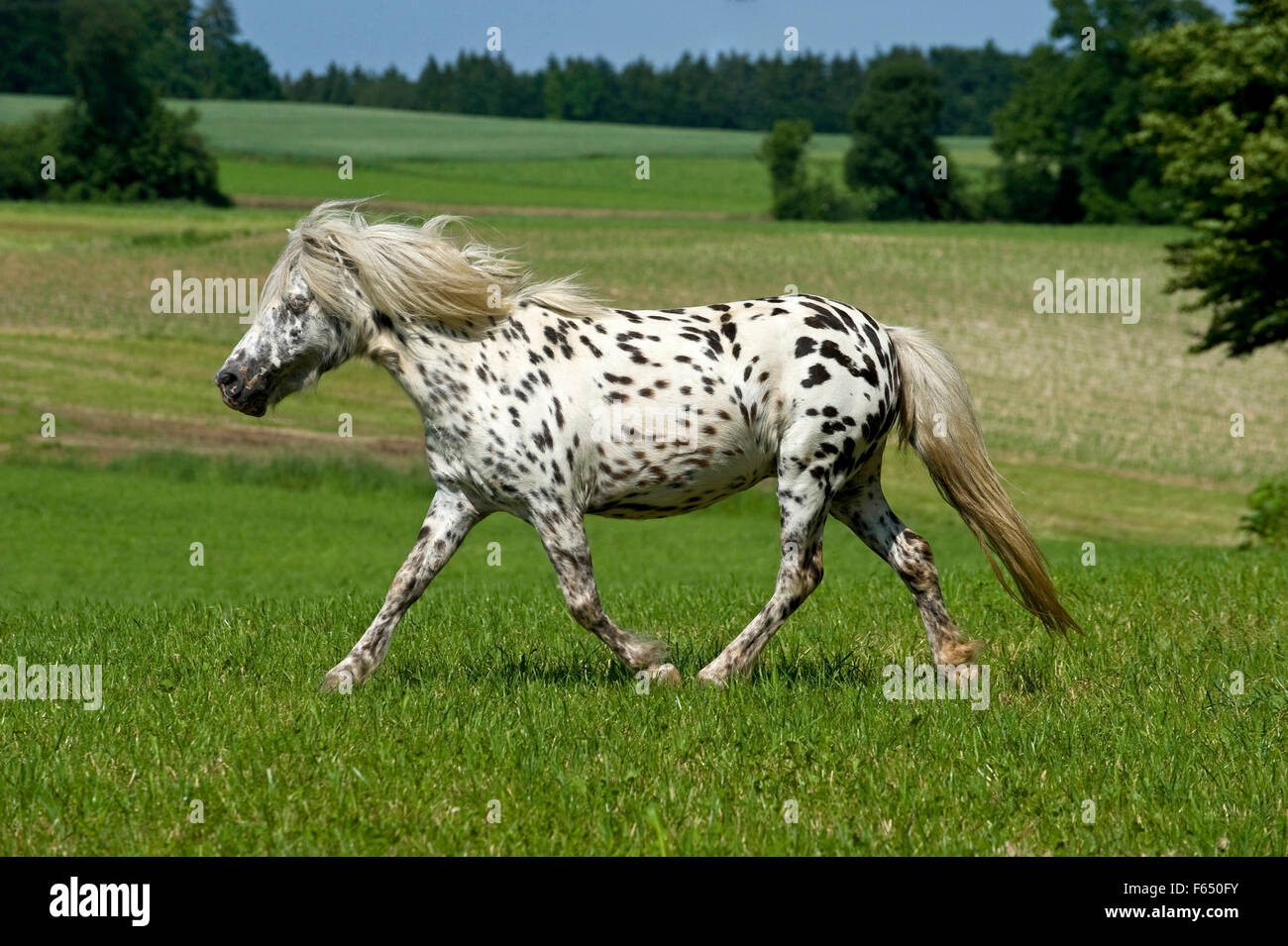 Mini-Shetland-Pony. Leopard spotted Stute im Trab auf einer Wiese. Deutschland Stockfoto