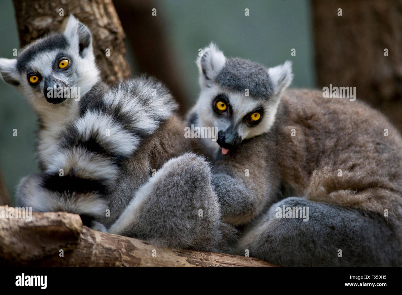 Katta (Lemur Catta). Zwei Erwachsene ruht auf einem Baum in einem Zoo. Deutschland Stockfoto