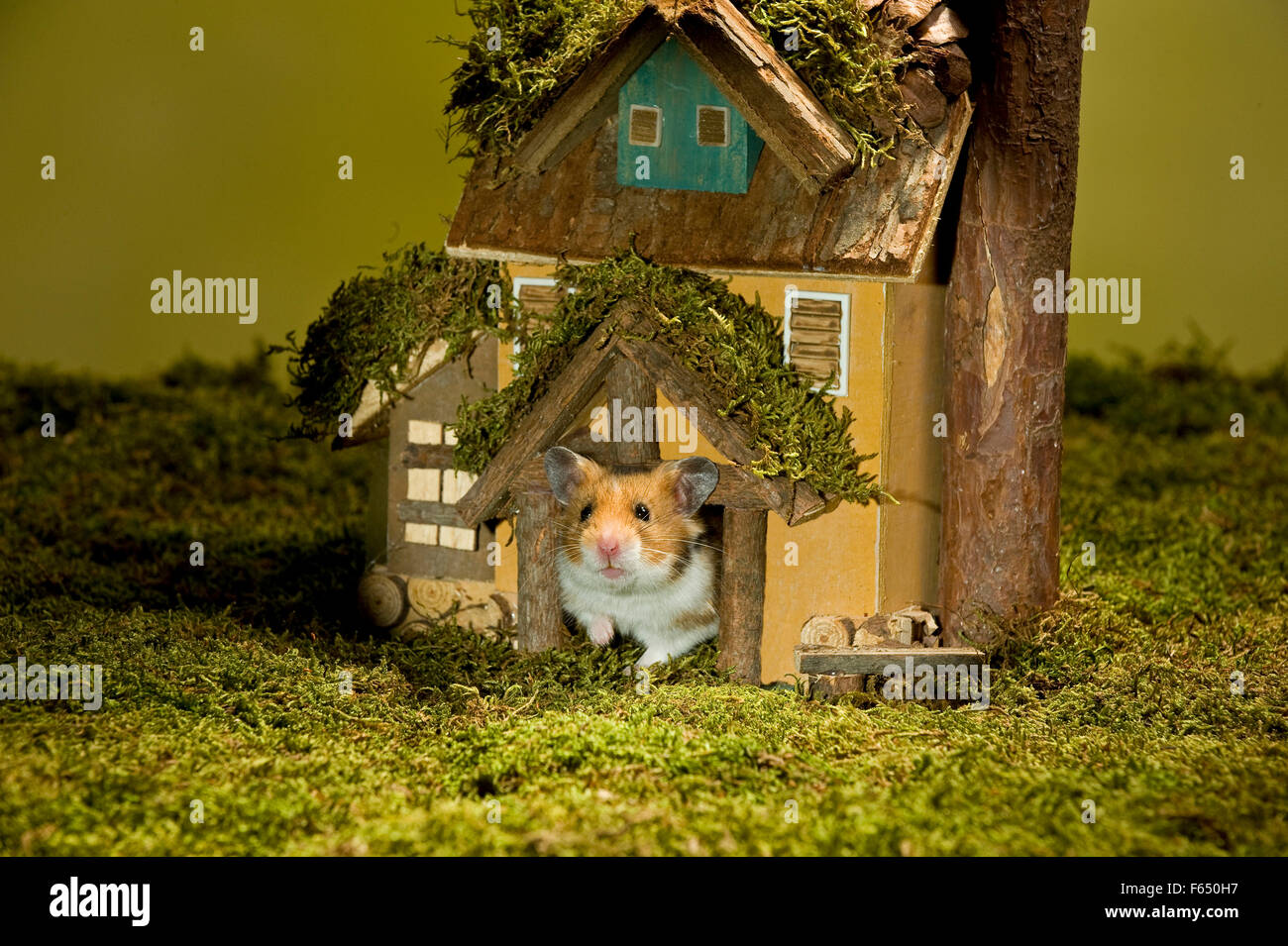 Goldhamster aus einem kleinen Holzhaus, umgeben von Moos. Deutschland Stockfoto