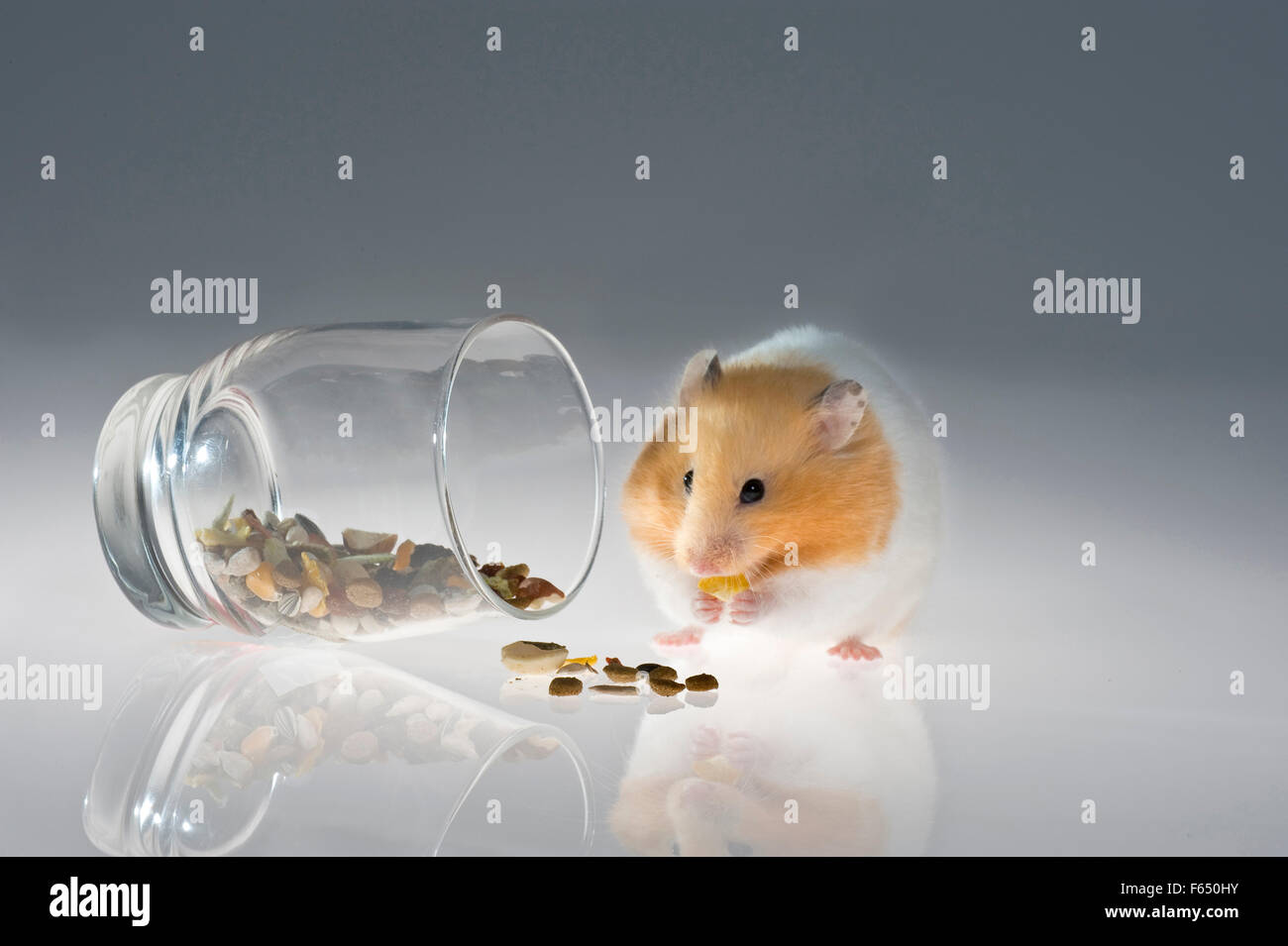 Goldhamster neben einem verärgert Glas mit Körnern, seine Wangen-Beutel zu füllen. Deutschland Stockfoto