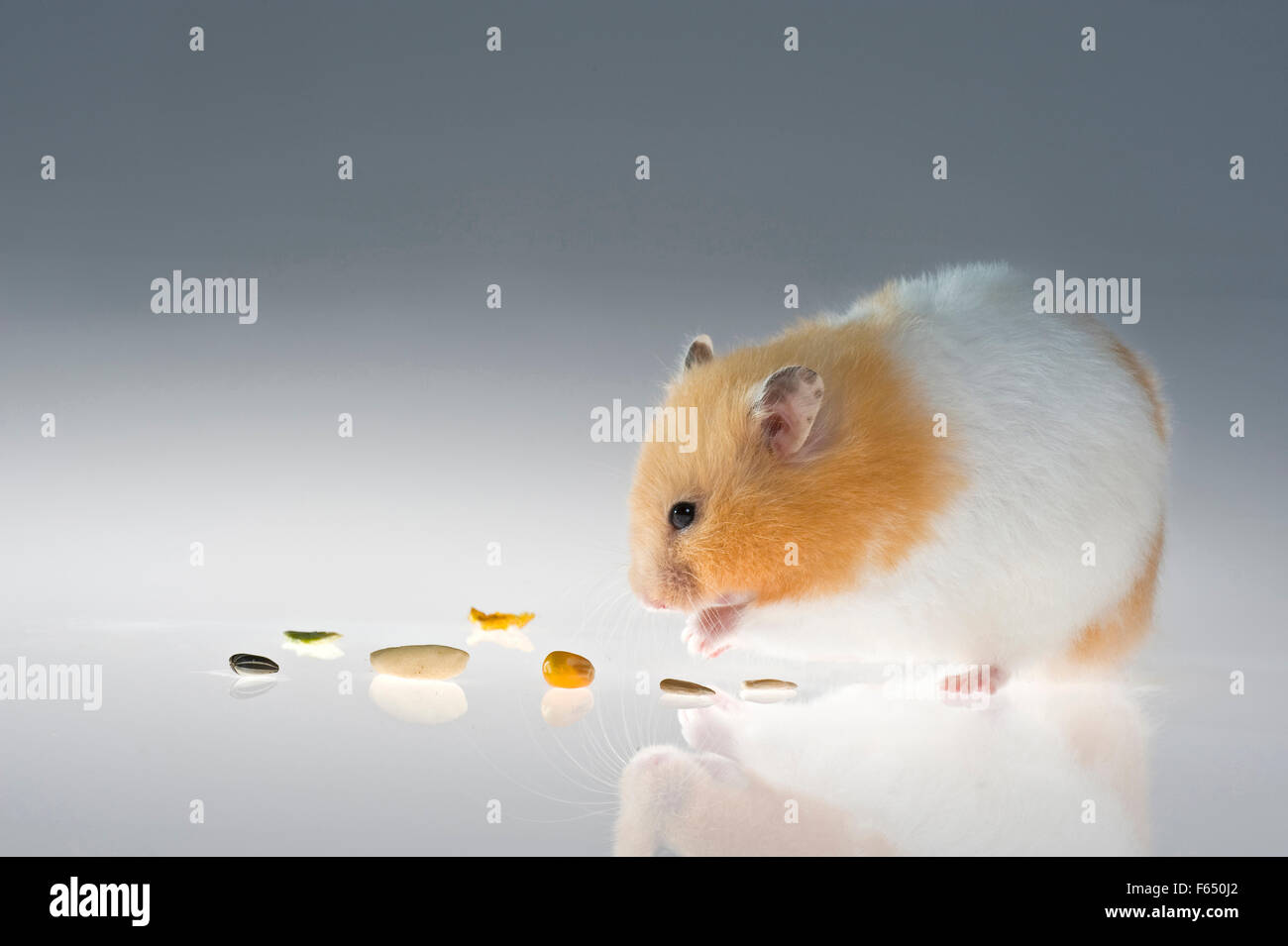 Goldhamster seine Wangen-Beutel mit Körnern zu füllen. Deutschland Stockfoto