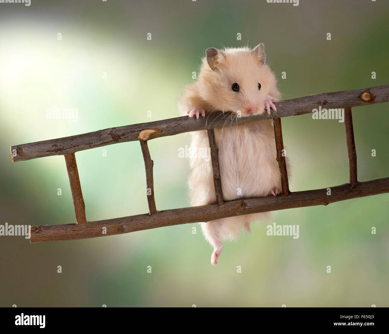 Creme Teddy Hamster klettern auf einer Leiter. Deutschland Stockfoto