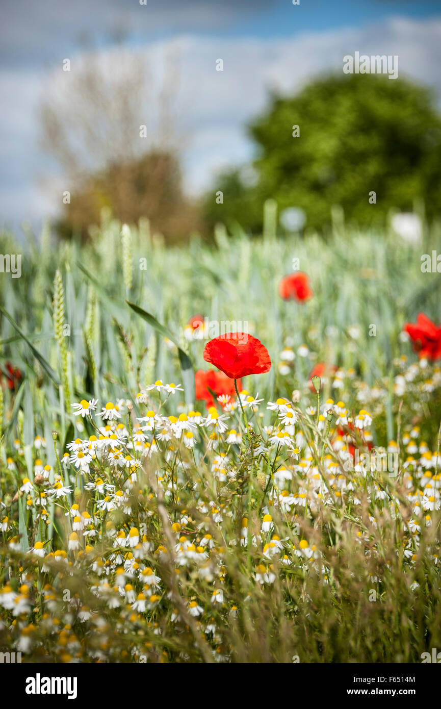 Mohn Blumen im Weizenfeld Stockfoto