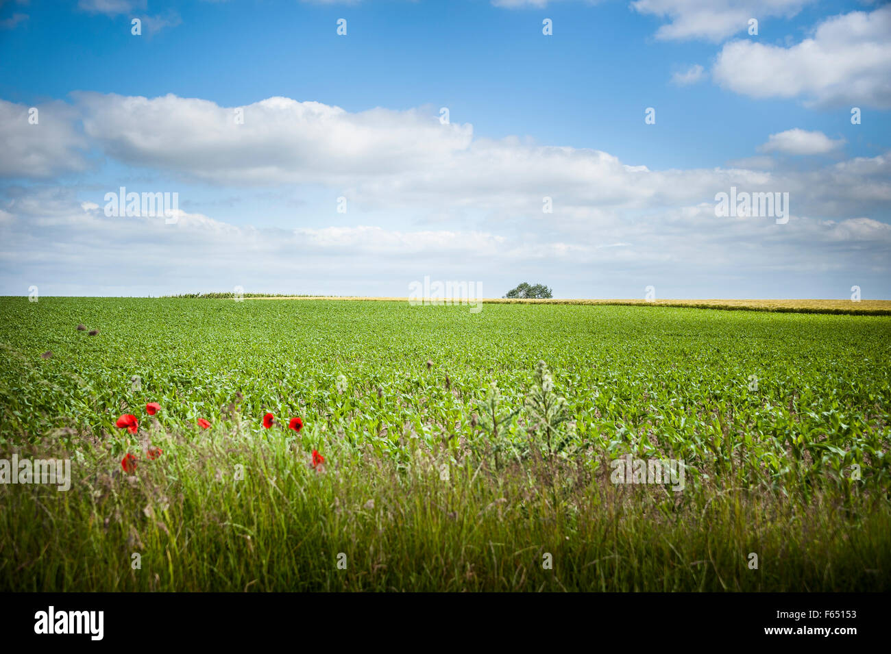 Felder Stockfoto
