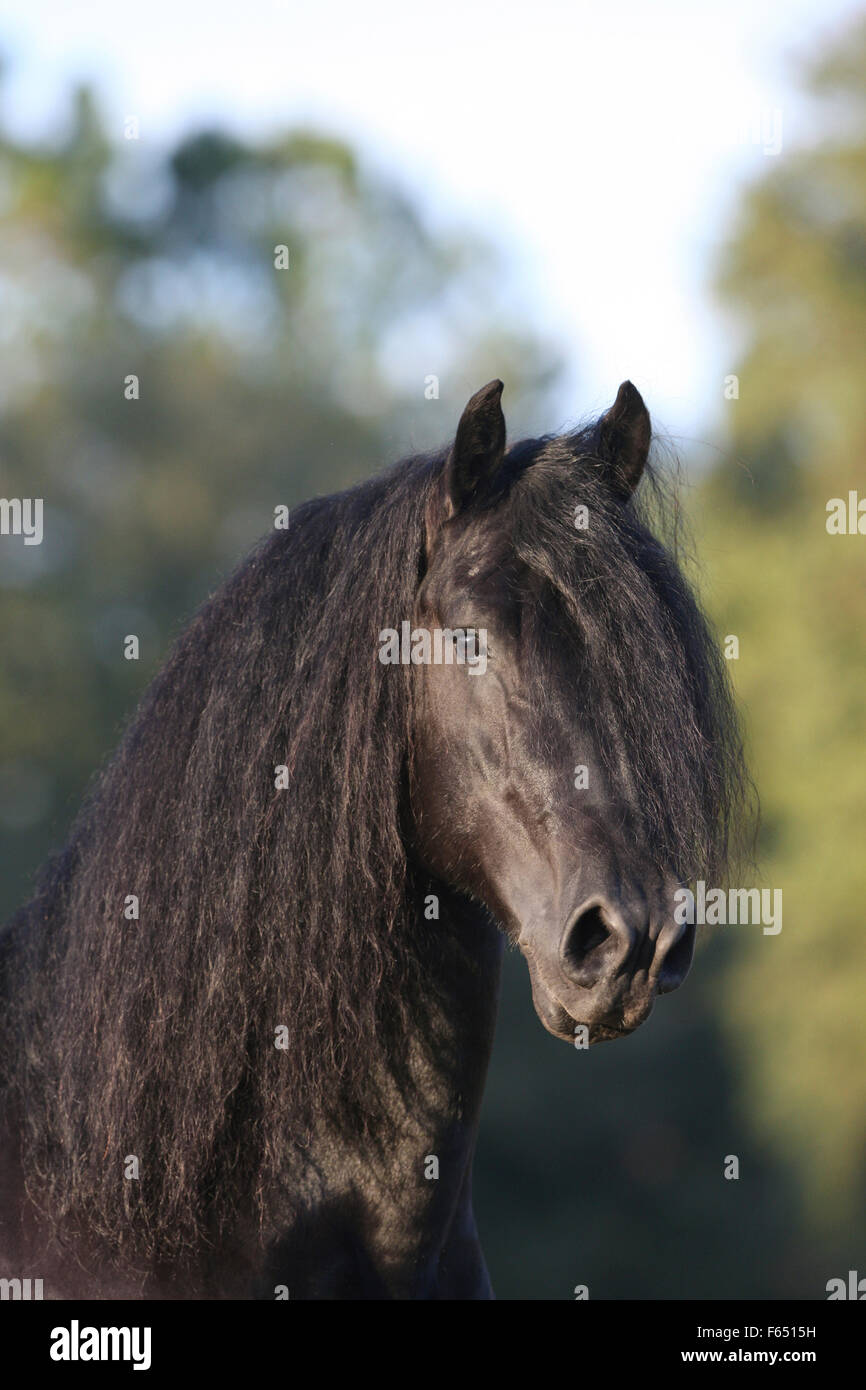 Friesische Pferd. Porträt eines Hengstes (7 Jahre alt). Deutschland Stockfoto