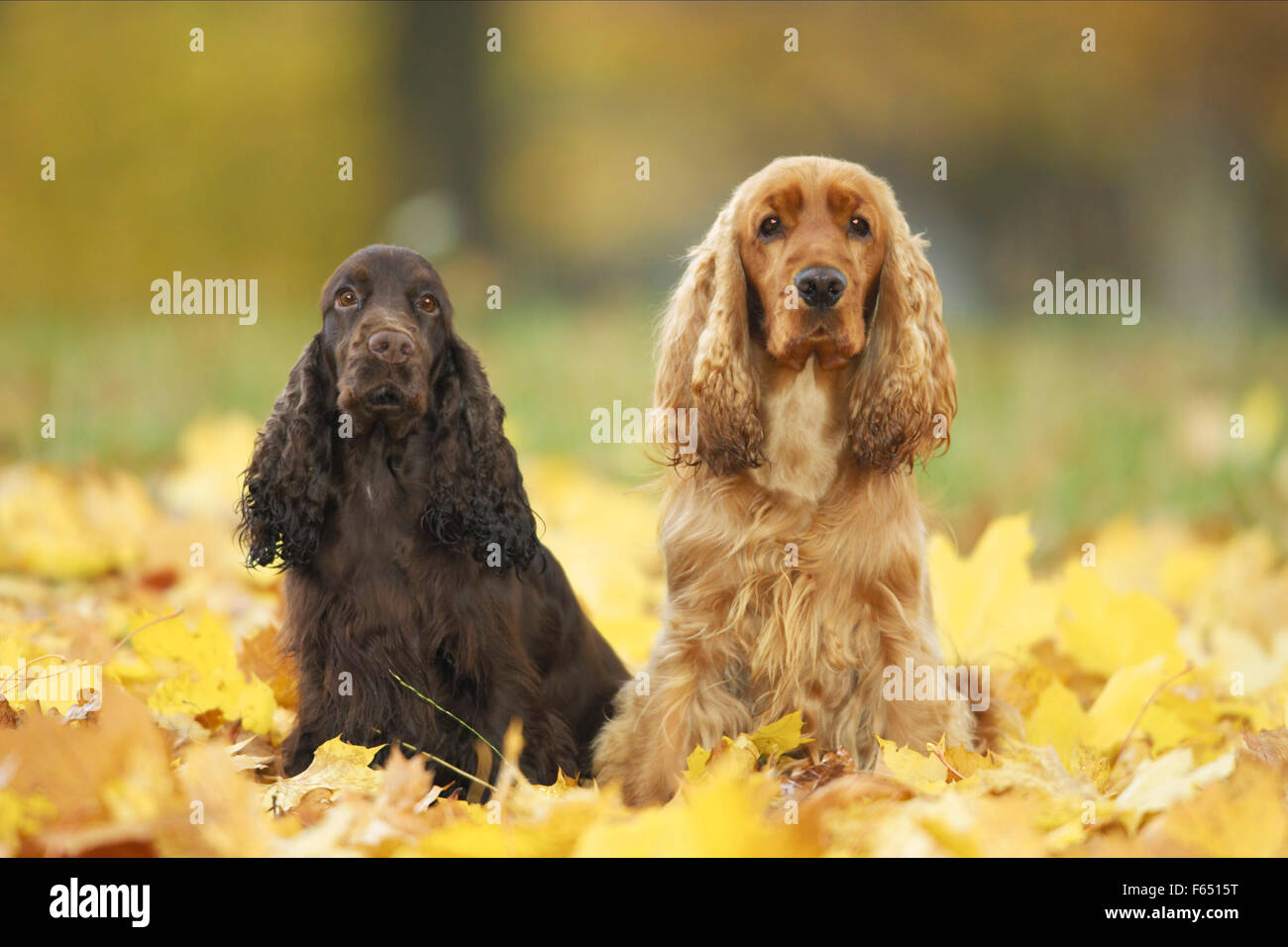 Englischer Cocker Spaniel. Zwei Erwachsene sitzen im Herbstlaub. Deutschland Stockfoto