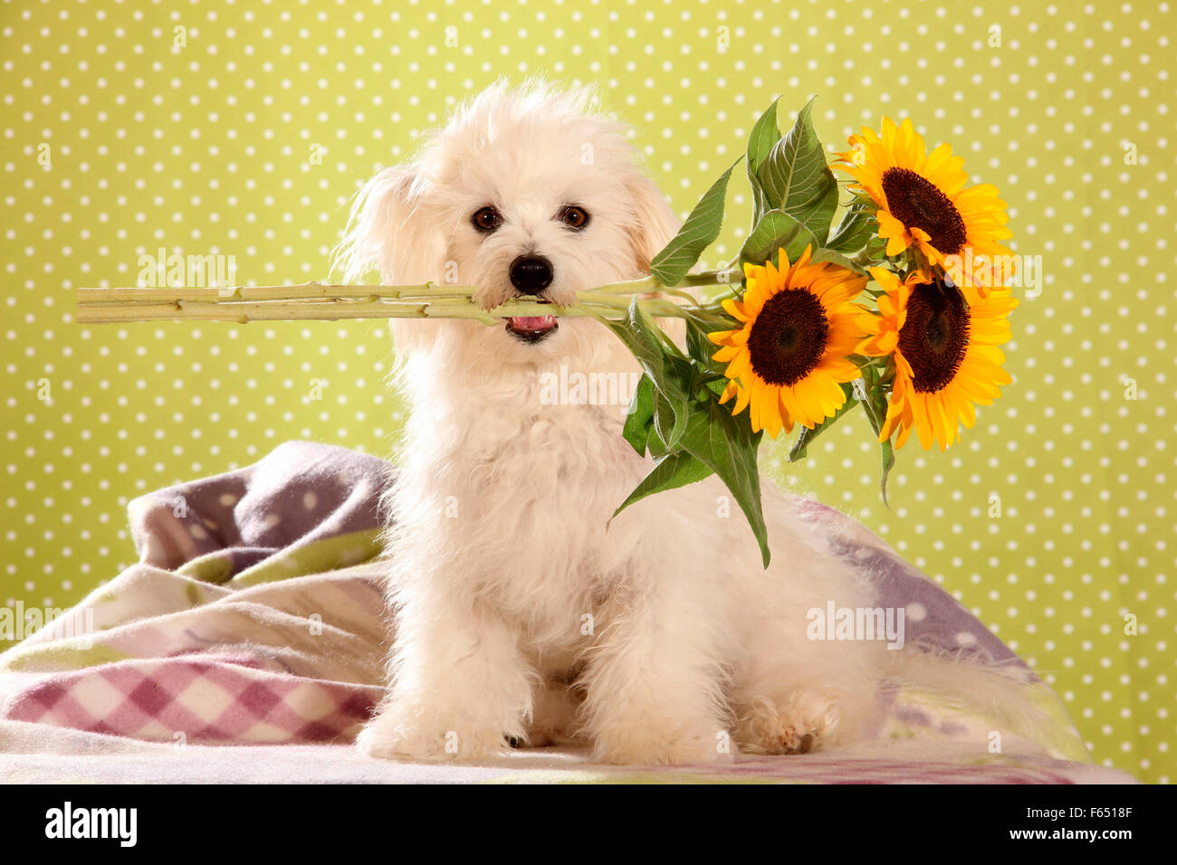 Malteser auf einer Decke sitzen mit Sonnenblumen in der Schnauze Stockfoto