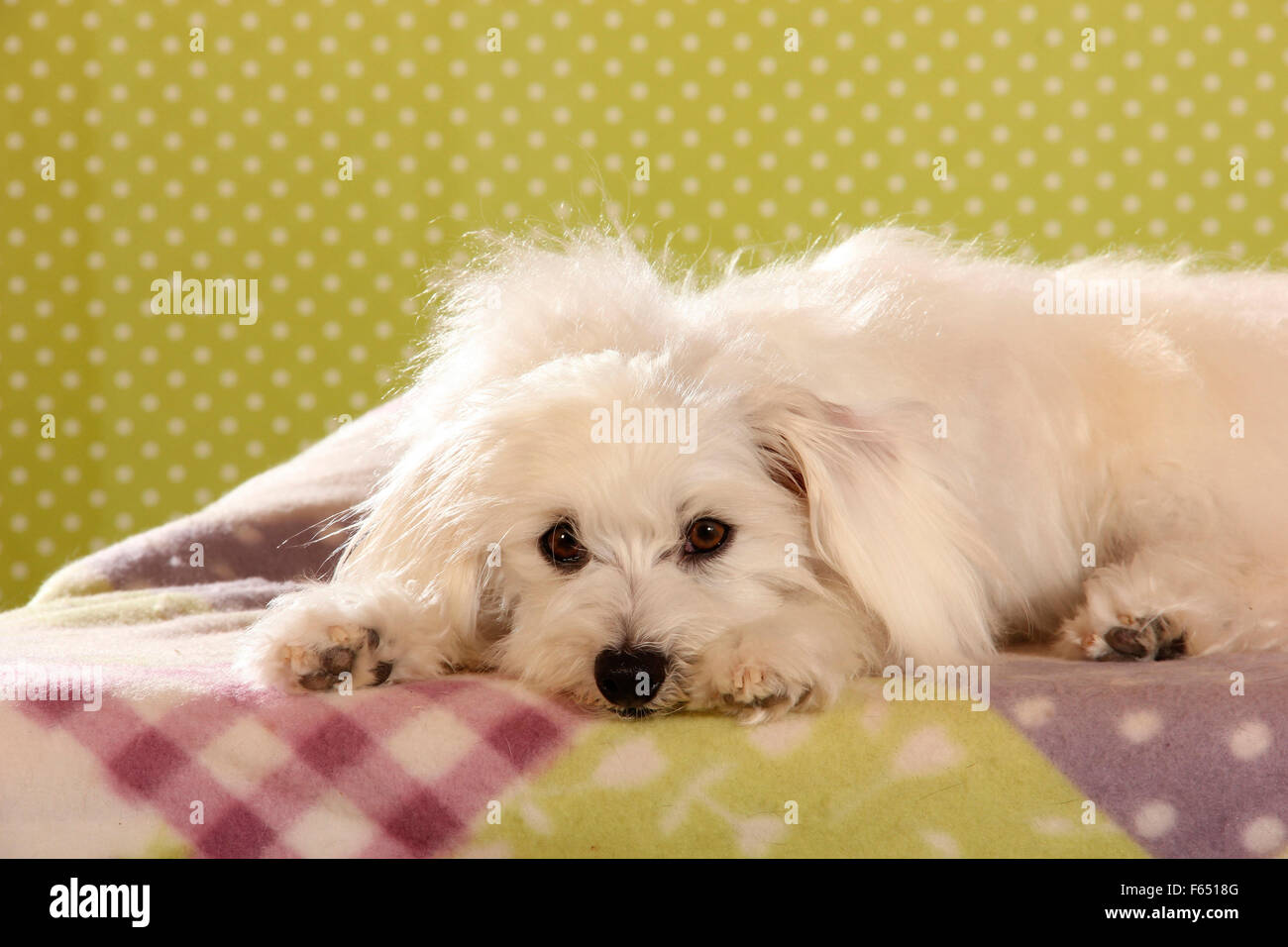 Maltesisch. Erwachsener Hund liegend auf einer Decke. Spanien Stockfoto