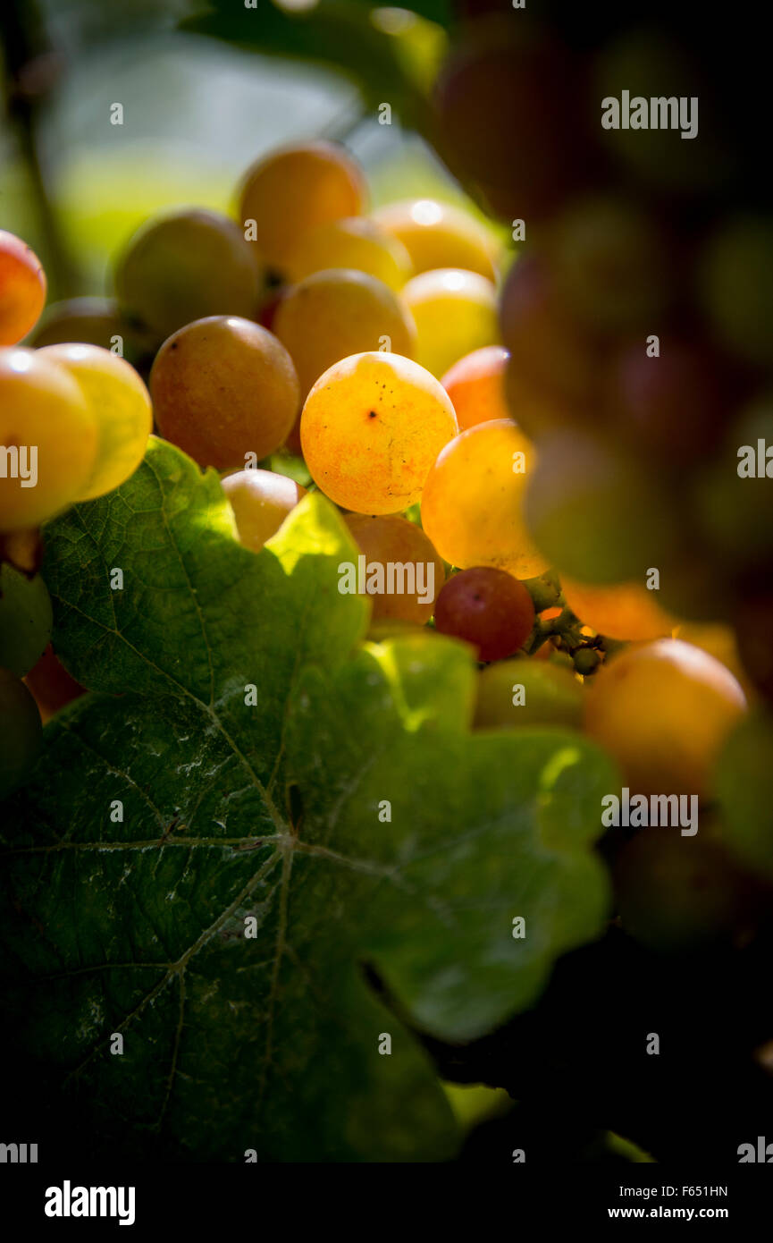 junge Trauben an einem Weinstock Stockfoto