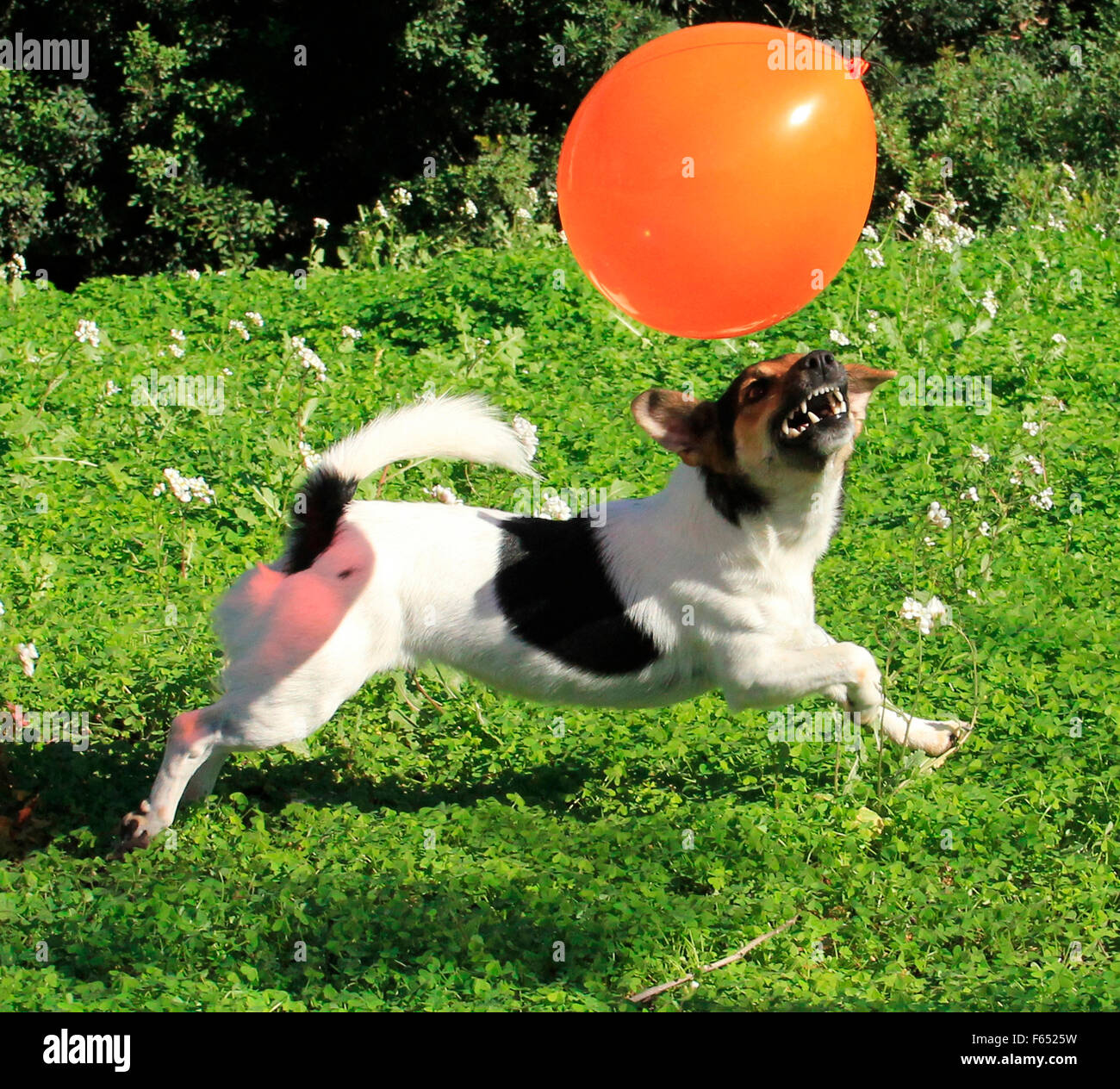 Jack-Russell-Terrier. Erwachsenen Hund jagt einen Spielzeug-Ballon. Spanien Stockfoto