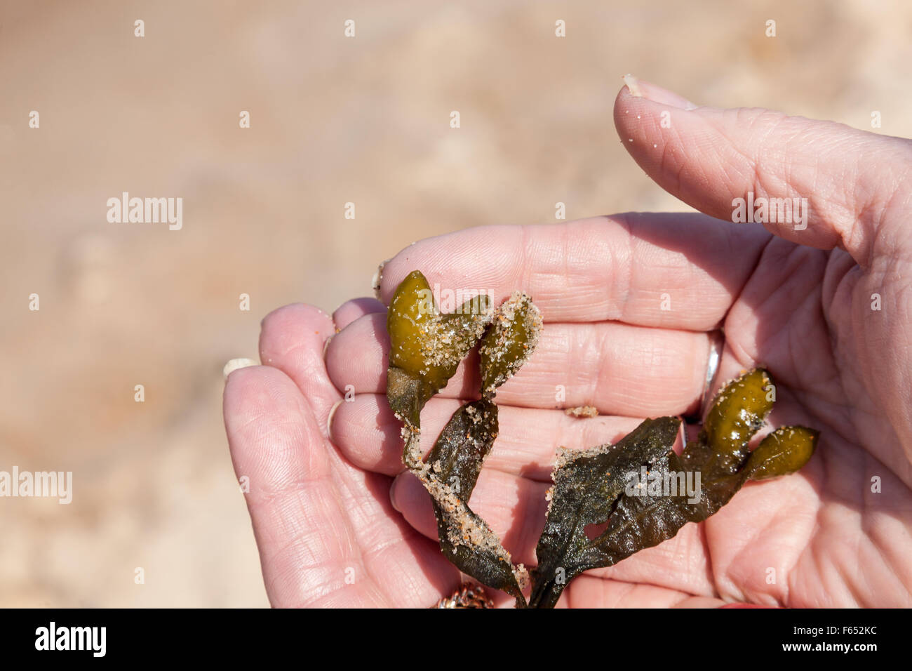 Ein paar der hohlen Hand halten Sand verkrusteten Algen, Seaton Schleuse, Northumberland, UK Stockfoto