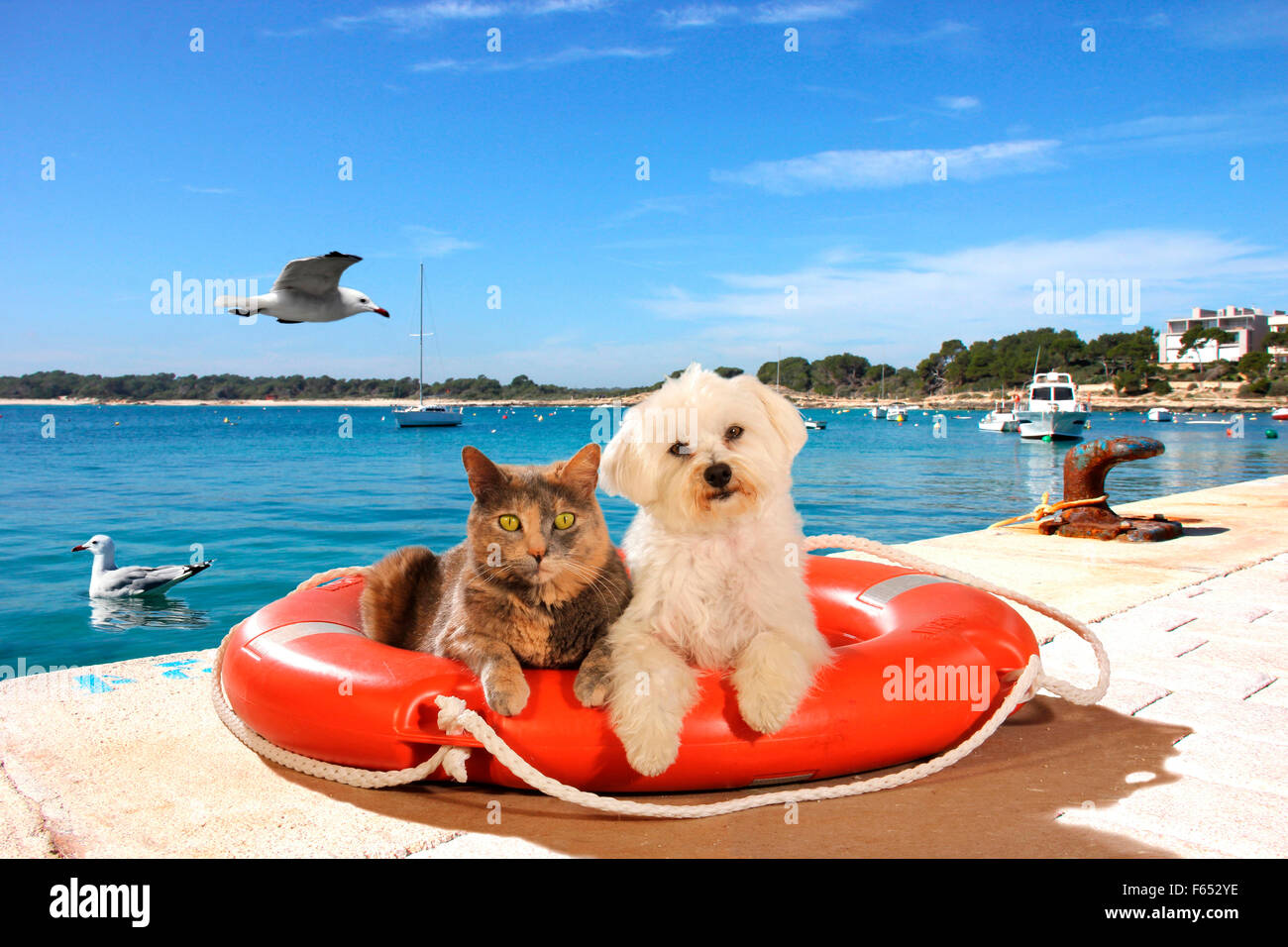 Malteser und inländische Katze in einen Rettungsring in einem Hafen. Spanien Stockfoto