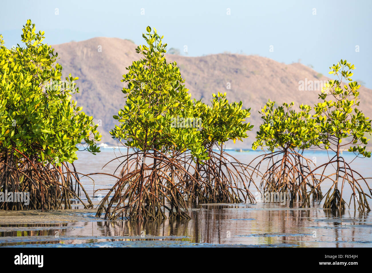 Mangroven-Baum, Sumbawa, Indonesien Stockfoto