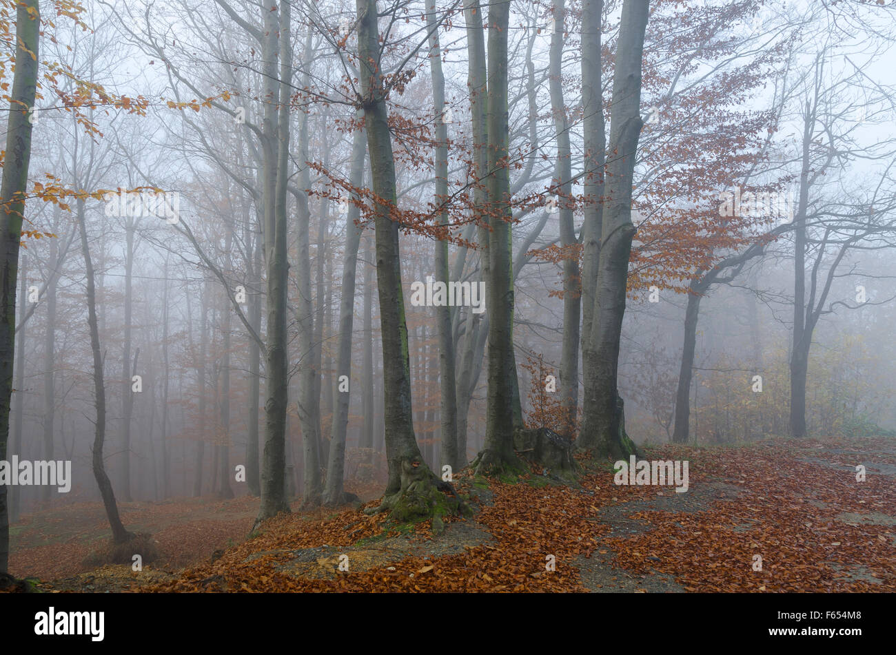 Landschaft und Farben des Herbstes in Ligurien Stockfoto