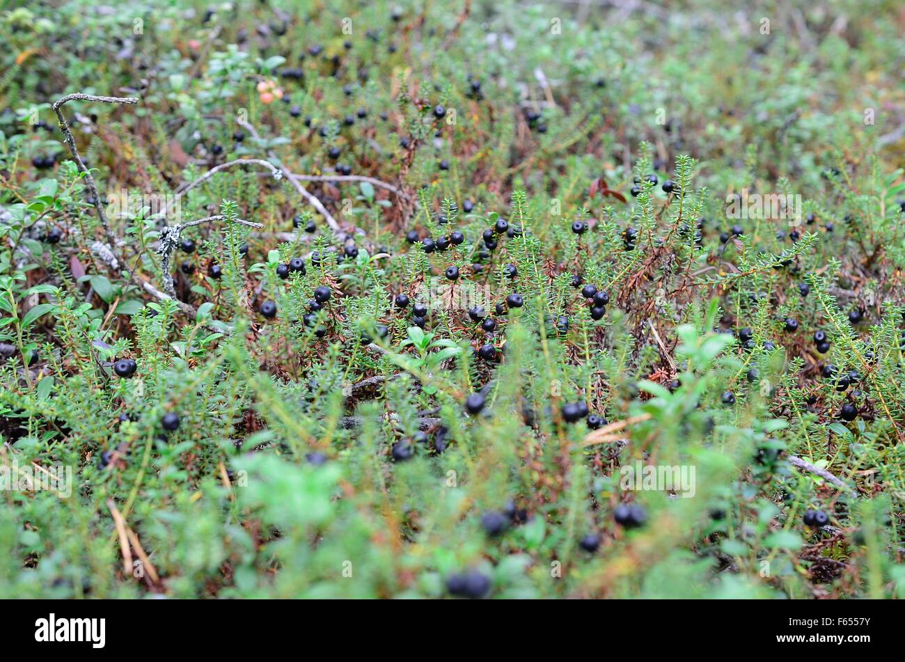 schöne Krähe Berry Patch im Sommer Wald Stockfoto