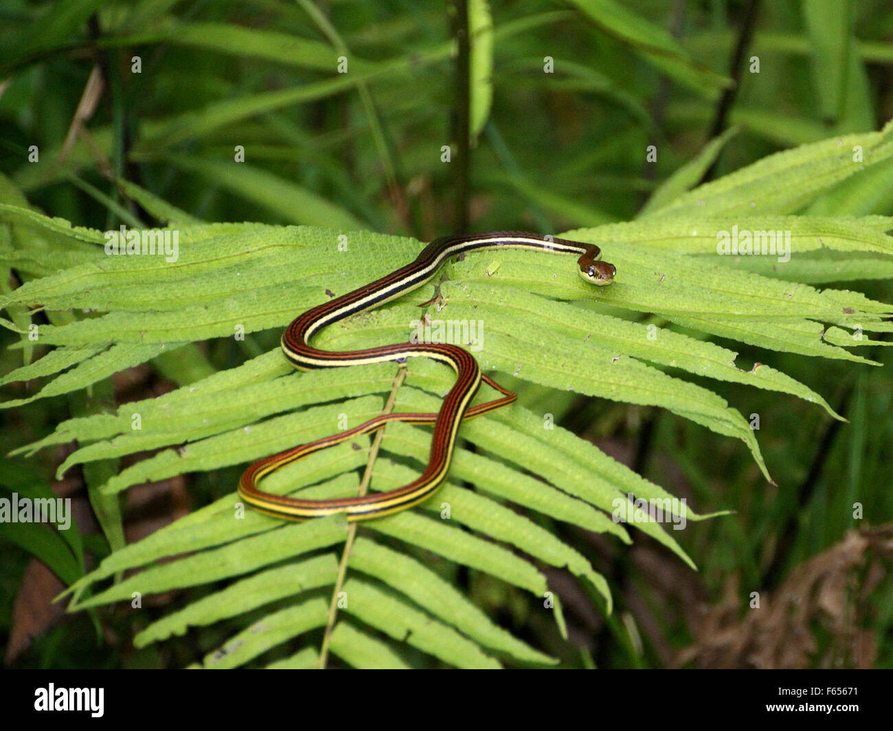 Schlange auf einem Blatt. Der Regenwald, Borneo, Tabin Stockfoto