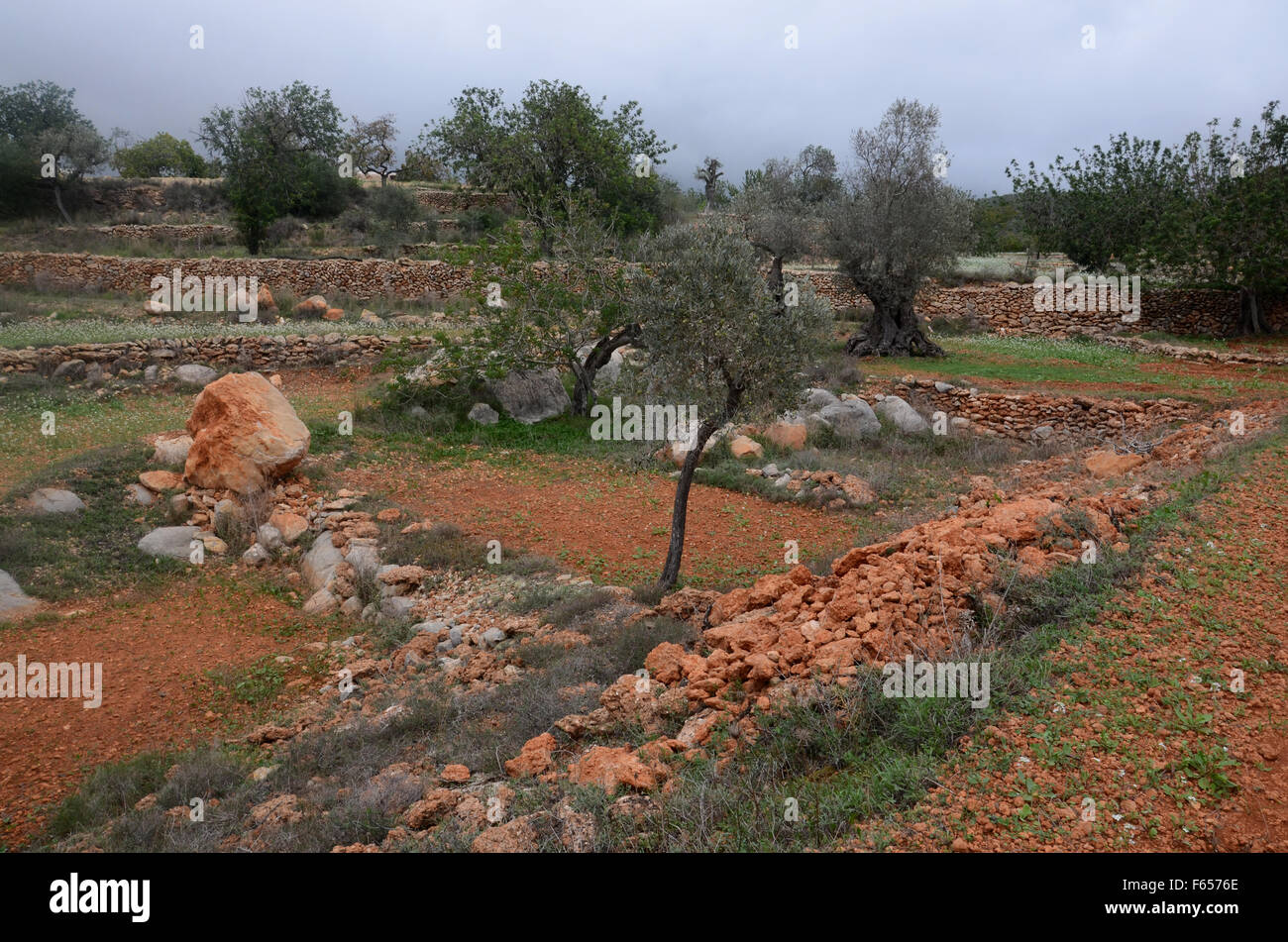 Oliven- und Mandelbäume Bäume im Obstgarten in der Nähe von Santa Agnes de Corona, Ibiza Spanien Stockfoto