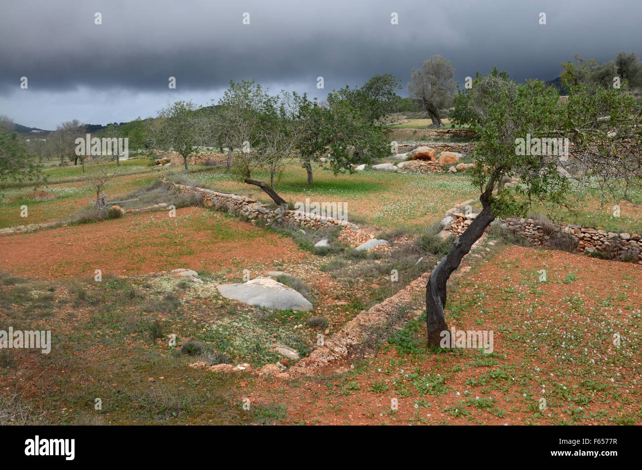 Mandelbäume im Obstgarten in der Nähe von Santa Agnes de Corona, Ibiza Spanien Stockfoto