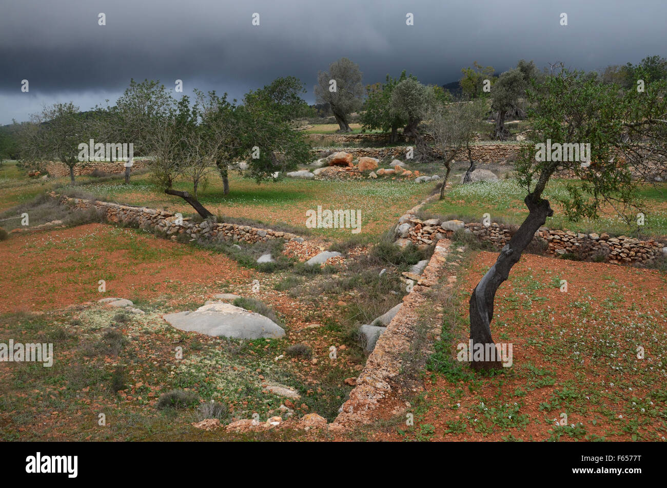 Mandelbäume im Obstgarten in der Nähe von Santa Agnes de Corona, Ibiza Spanien Stockfoto