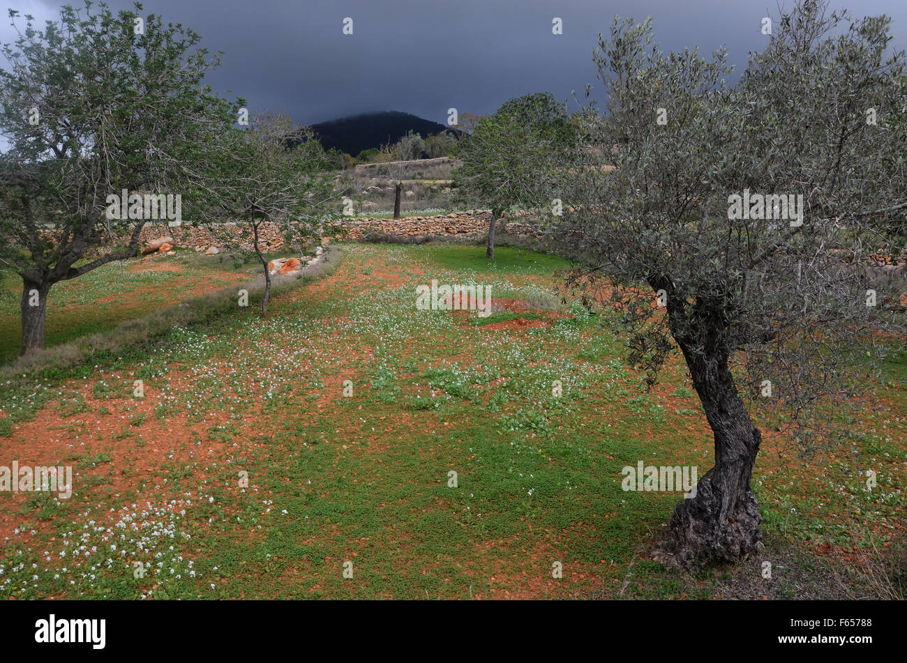 Mandelbäume im Obstgarten in der Nähe von Santa Agnes de Corona, Ibiza Spanien Stockfoto