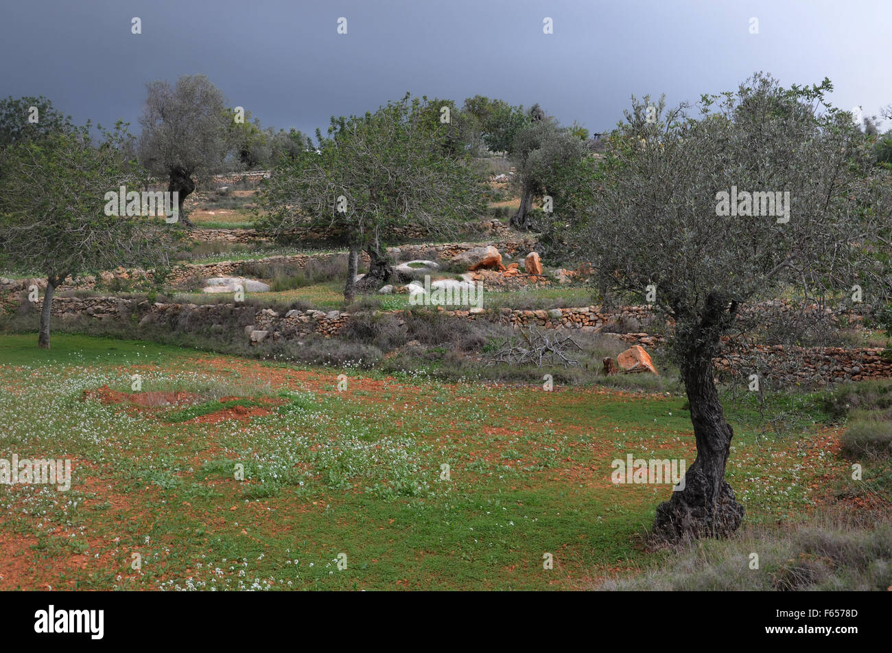Oliven- und Mandelbäume Bäume im Obstgarten in der Nähe von Santa Agnes de Corona, Ibiza Spanien Stockfoto