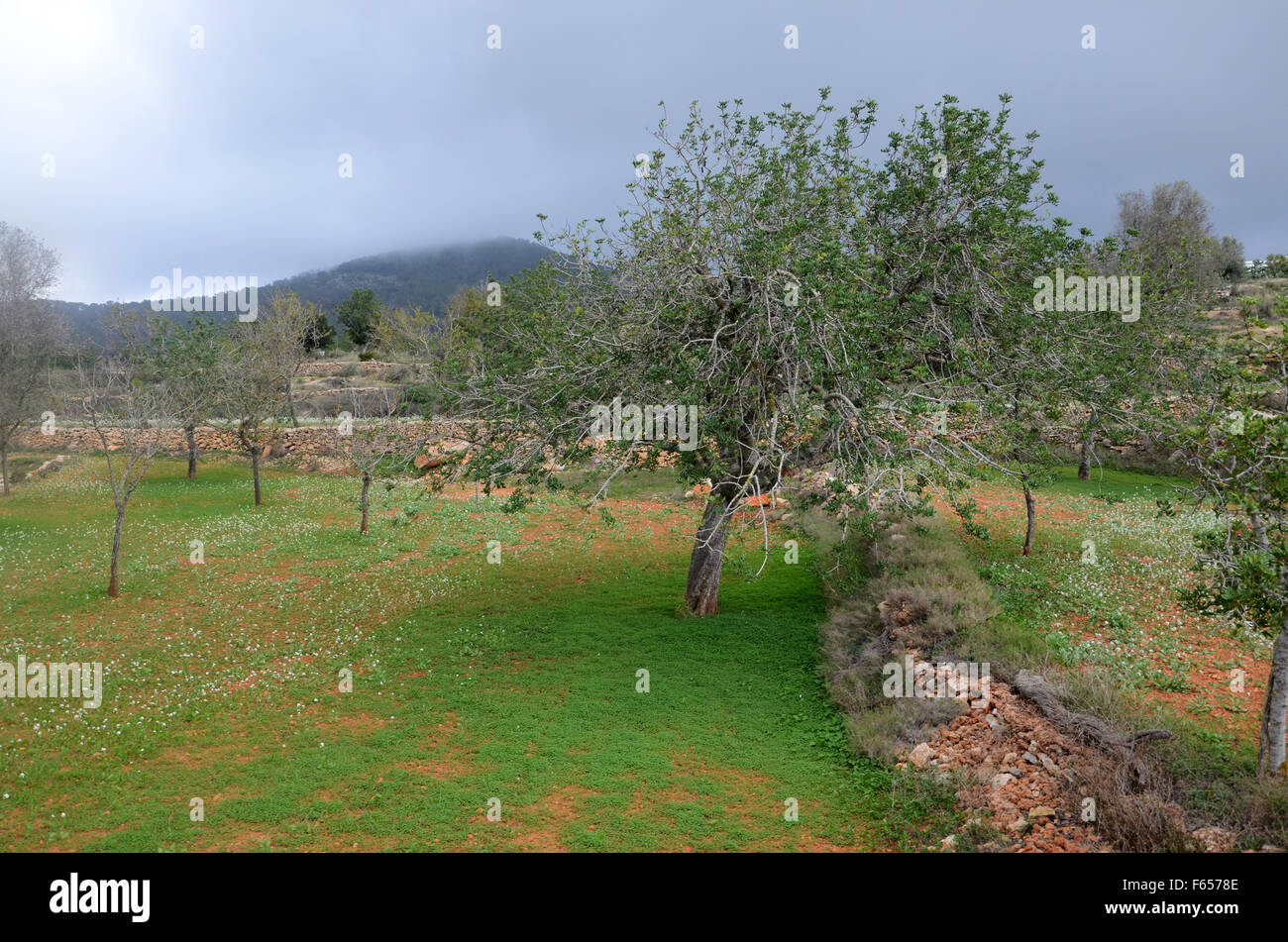 Mandelbäume im Obstgarten in der Nähe von Santa Agnes de Corona, Ibiza Spanien Stockfoto