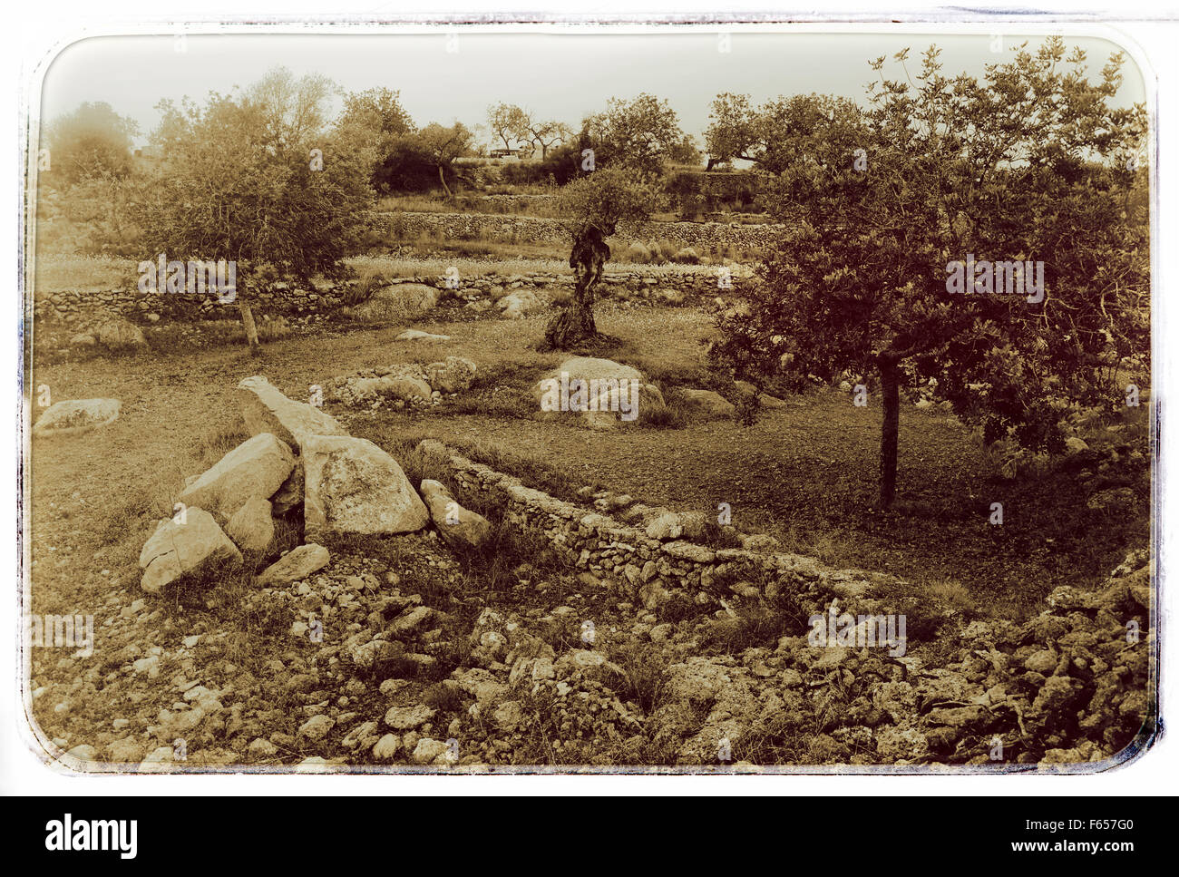 Oliven- und Mandelbäume Bäume im Obstgarten in der Nähe von Santa Agnes de Corona, Ibiza Spanien Stockfoto