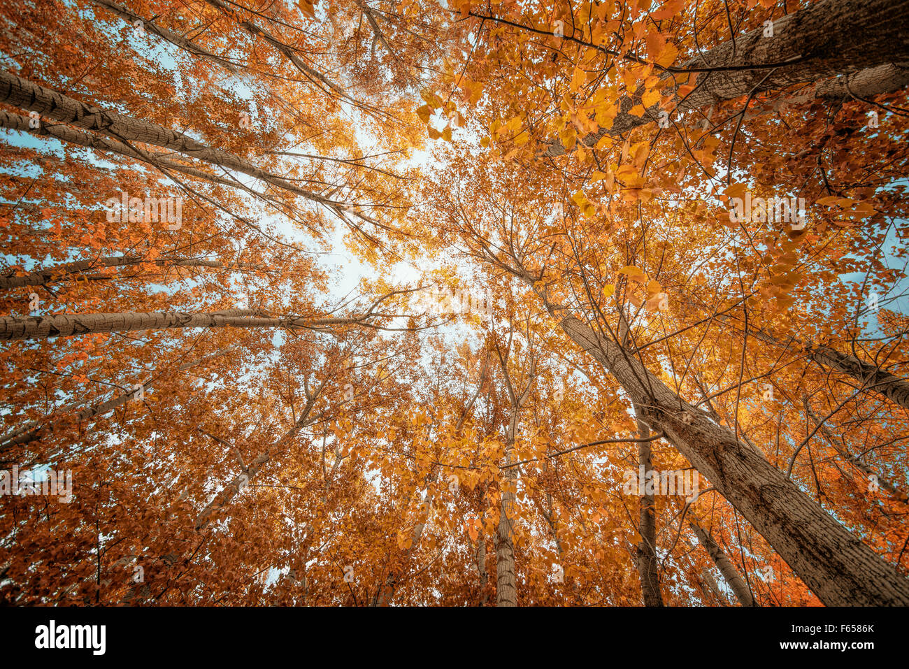Bunter Herbst Bäume im Wald Stockfoto