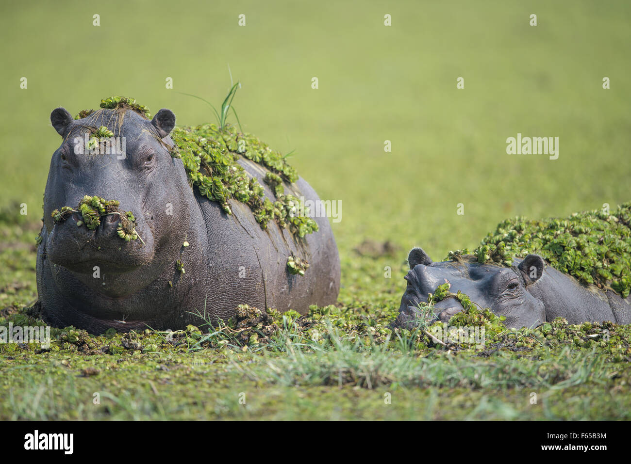 Nilpferde mit Wasserlinsen in Dombo Hippo Pool Moremi NP, Botswana abgedeckt Stockfoto