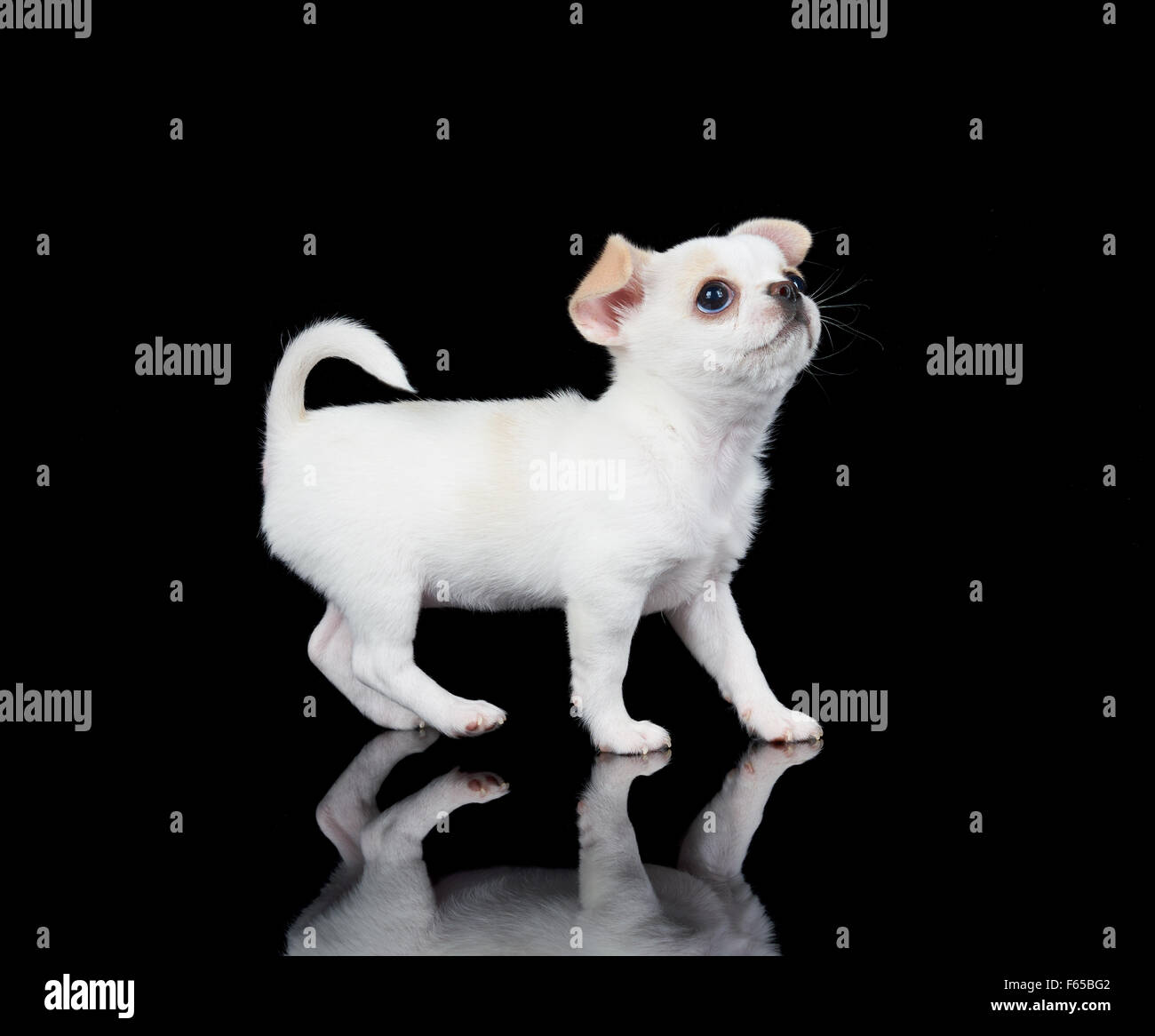 Weiße Welpen Chihuahua Schritte auf schwarzem Hintergrund und sieht sich widerspiegelt Stockfoto