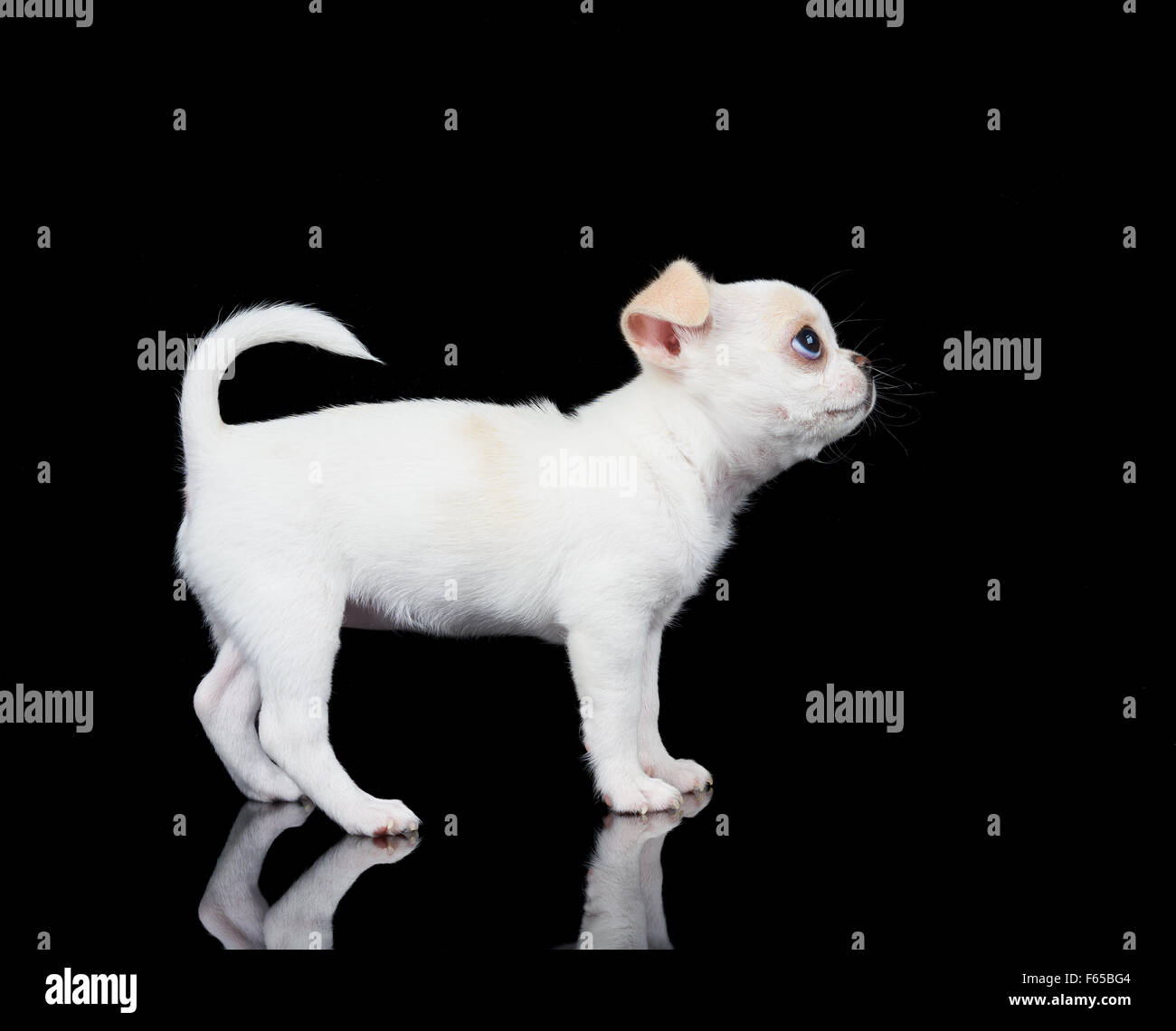 Weiß und kleine Welpen Chihuahua steht auf schwarzem Hintergrund reflektiert Stockfoto