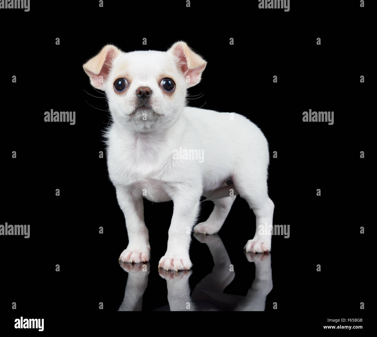 Kleine Welpen Chihuahua steht auf schwarzem Hintergrund reflektiert Stockfoto