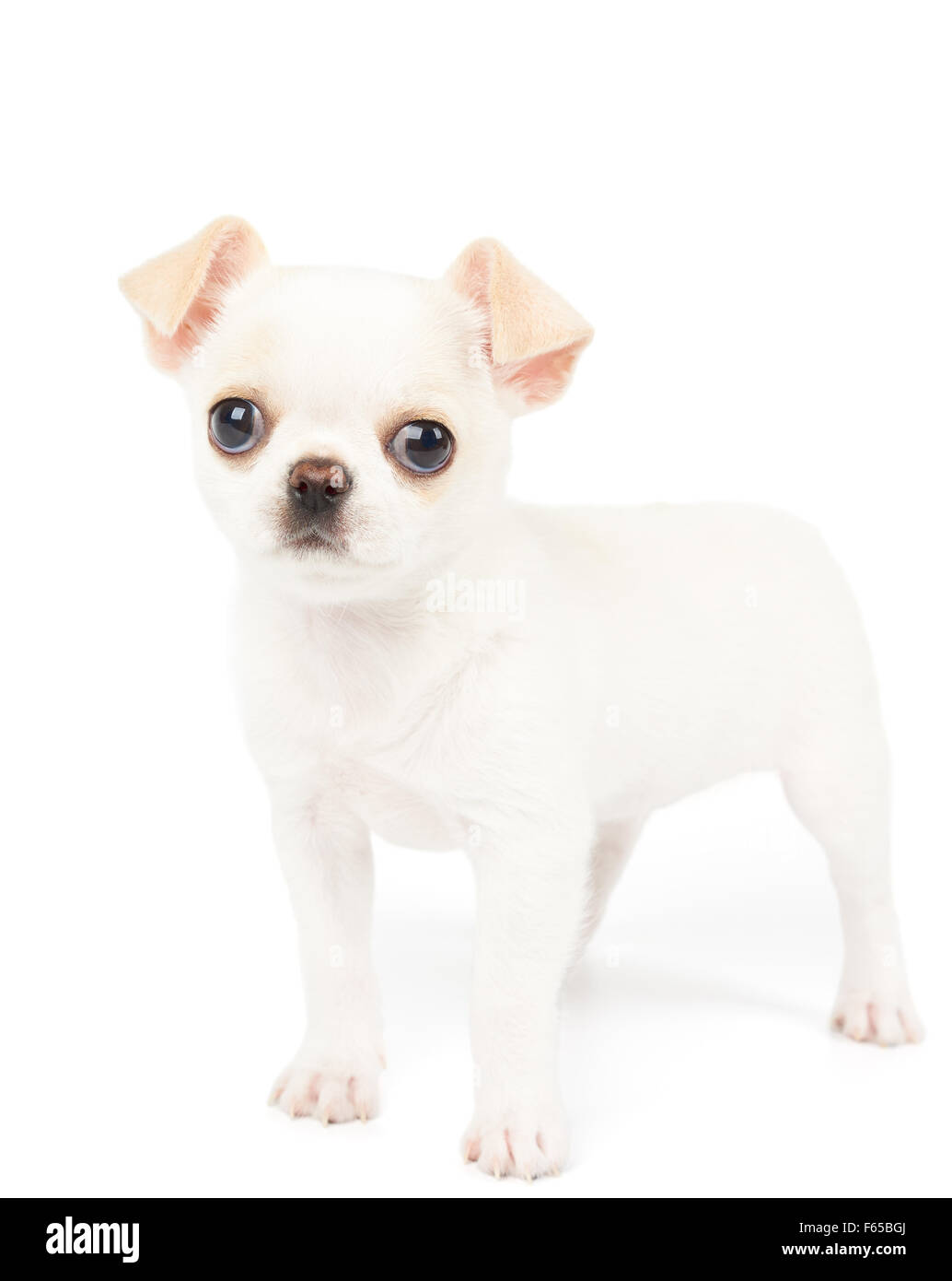 Weiße Welpen Chihuahua steht auf weißen Hintergrund isoliert Stockfoto