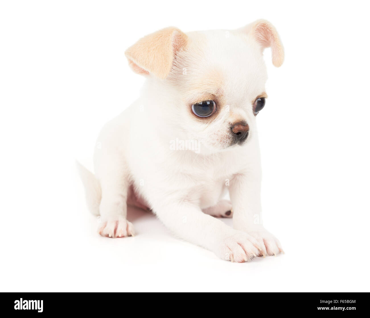 Schöne Welpen Chihuahua sitzt auf weißen Hintergrund isoliert Stockfoto