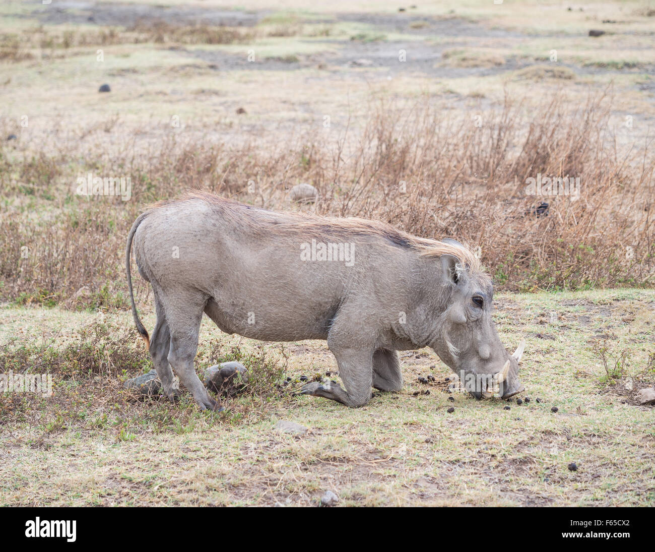 Gemeinsamen Warzenschwein in Ngorongoro Crater in Tansania, Ostafrika, Fütterung. Stockfoto