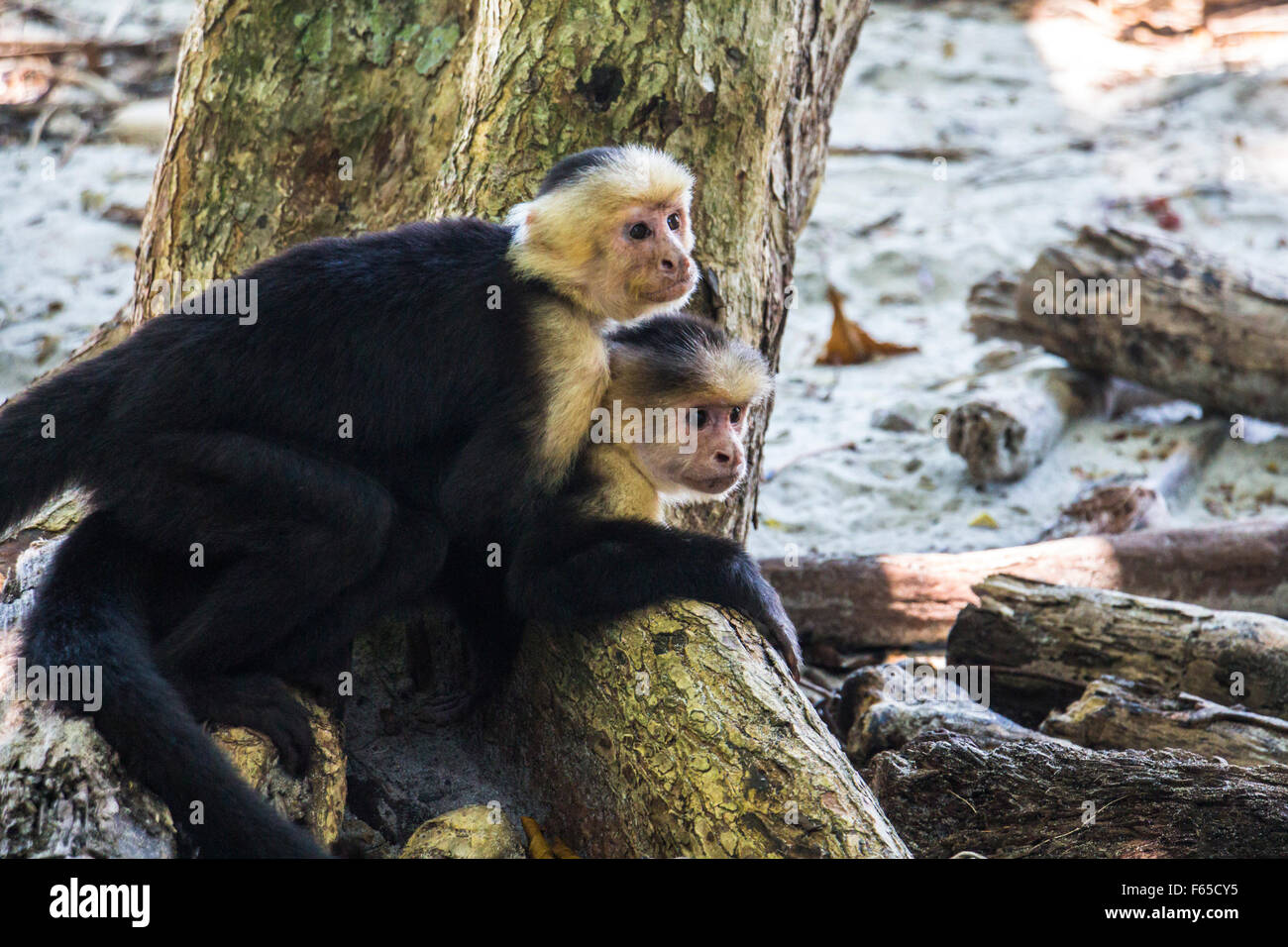 Affen umarmen einander Stockfoto