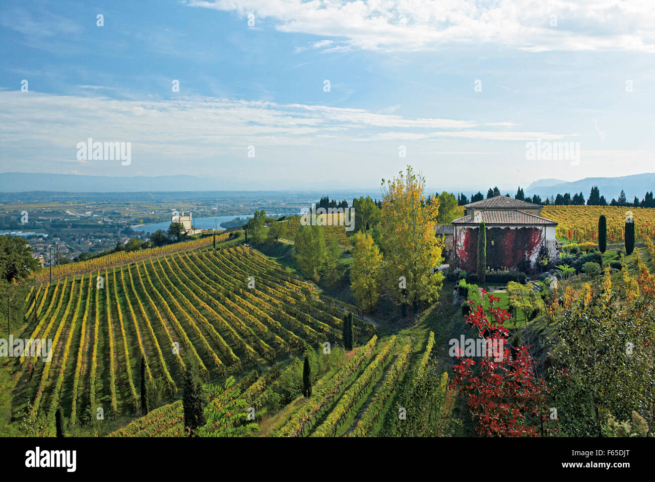 Blick auf Reben im Weinberg mit Haus am Rhone, Frankreich Stockfoto