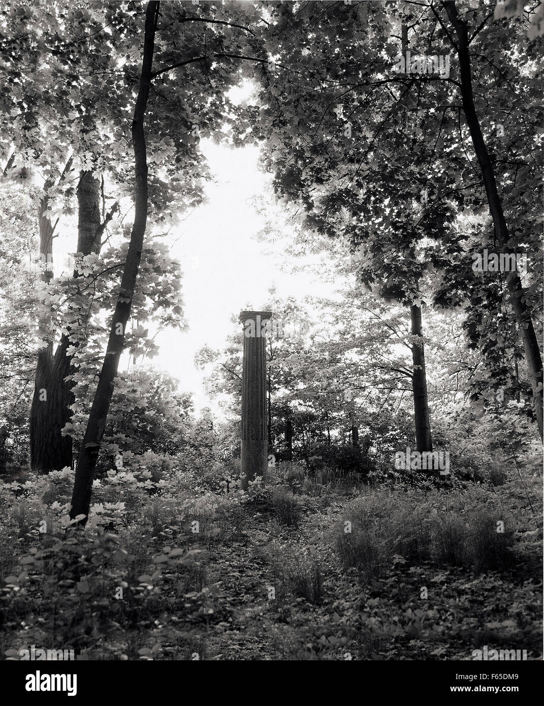 Antike Säule im Park von Arkadia, Warschau, Polen Stockfoto