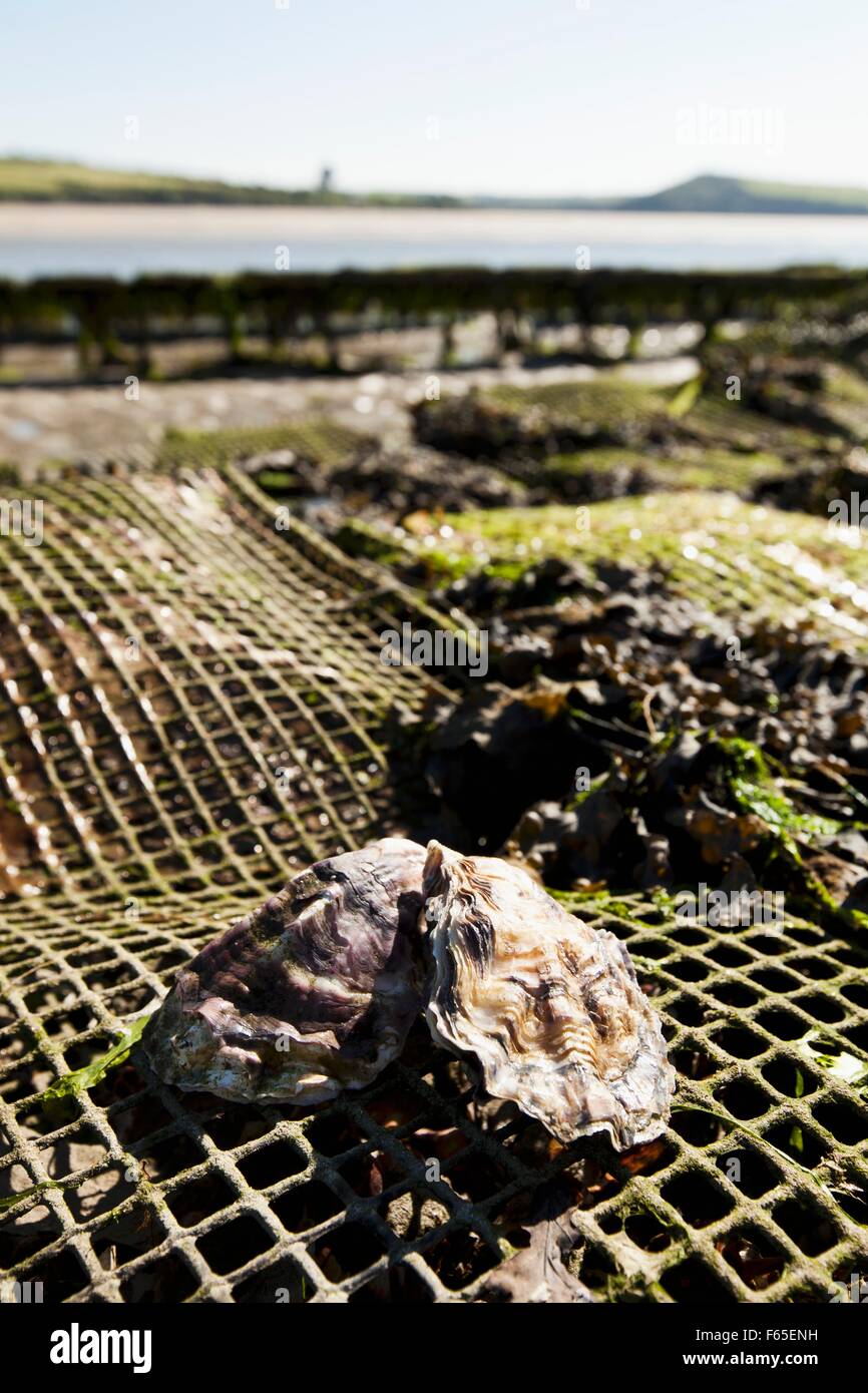 Austern auf eine Austernfarm in Rock (Cornwall, England) Stockfoto