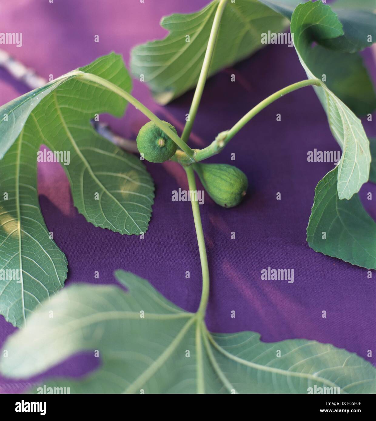 Fig-Zweig Stockfoto