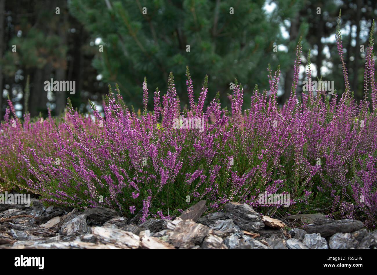 Schöne lila Heidekraut Blumen im Wald Stockfoto