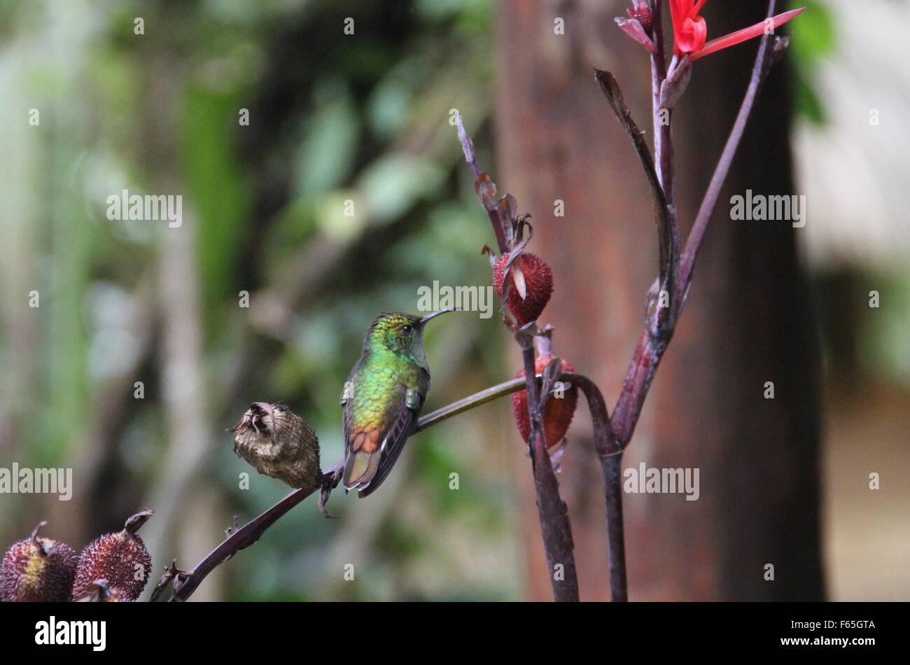 Ein unter der Leitung von Coppery Smaragd Kolibri, Elvira Cupreiceps, thront auf Sallacca Ast. Stockfoto